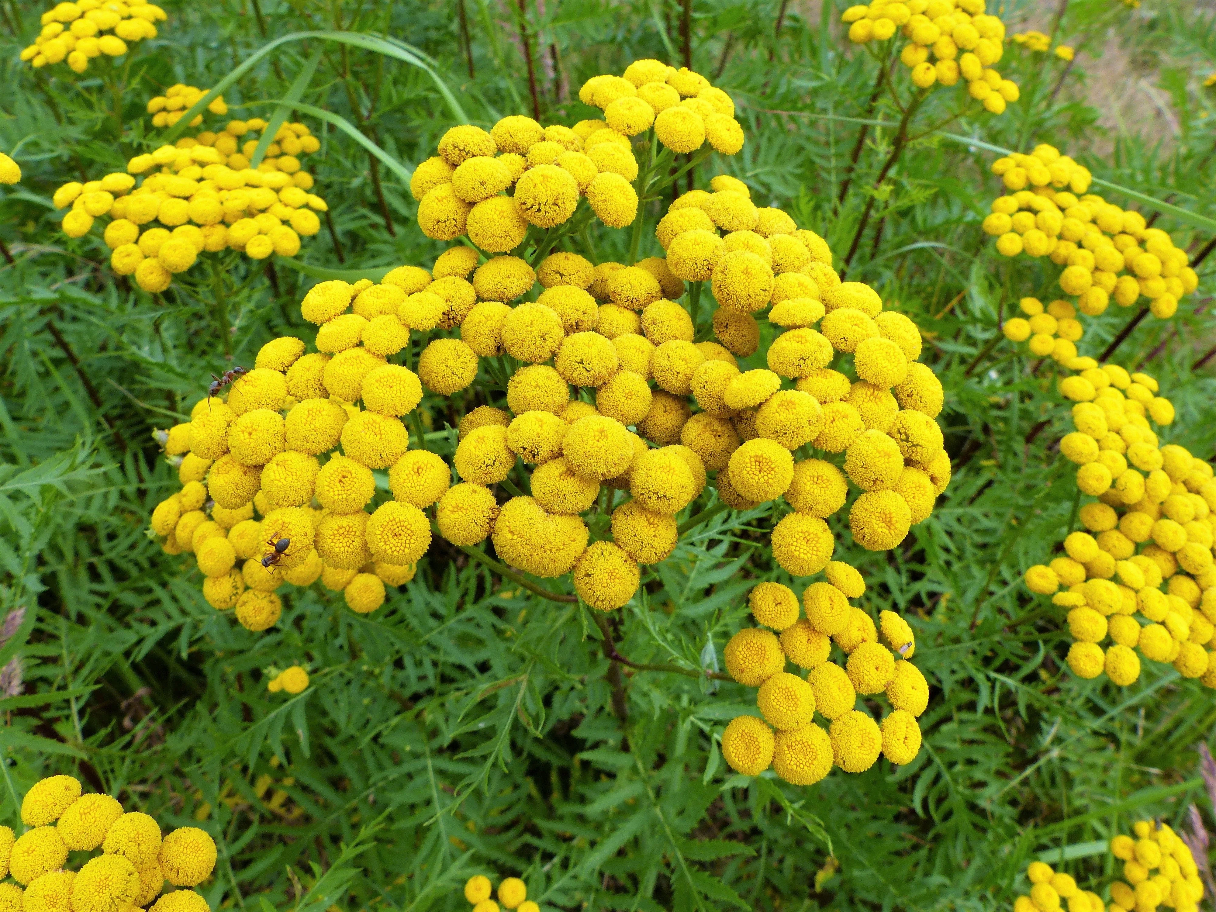 100 YELLOW TANSY Double Golden Buttons Fern Leaf Tanacetum Vulgare Flower Seeds - Image 3