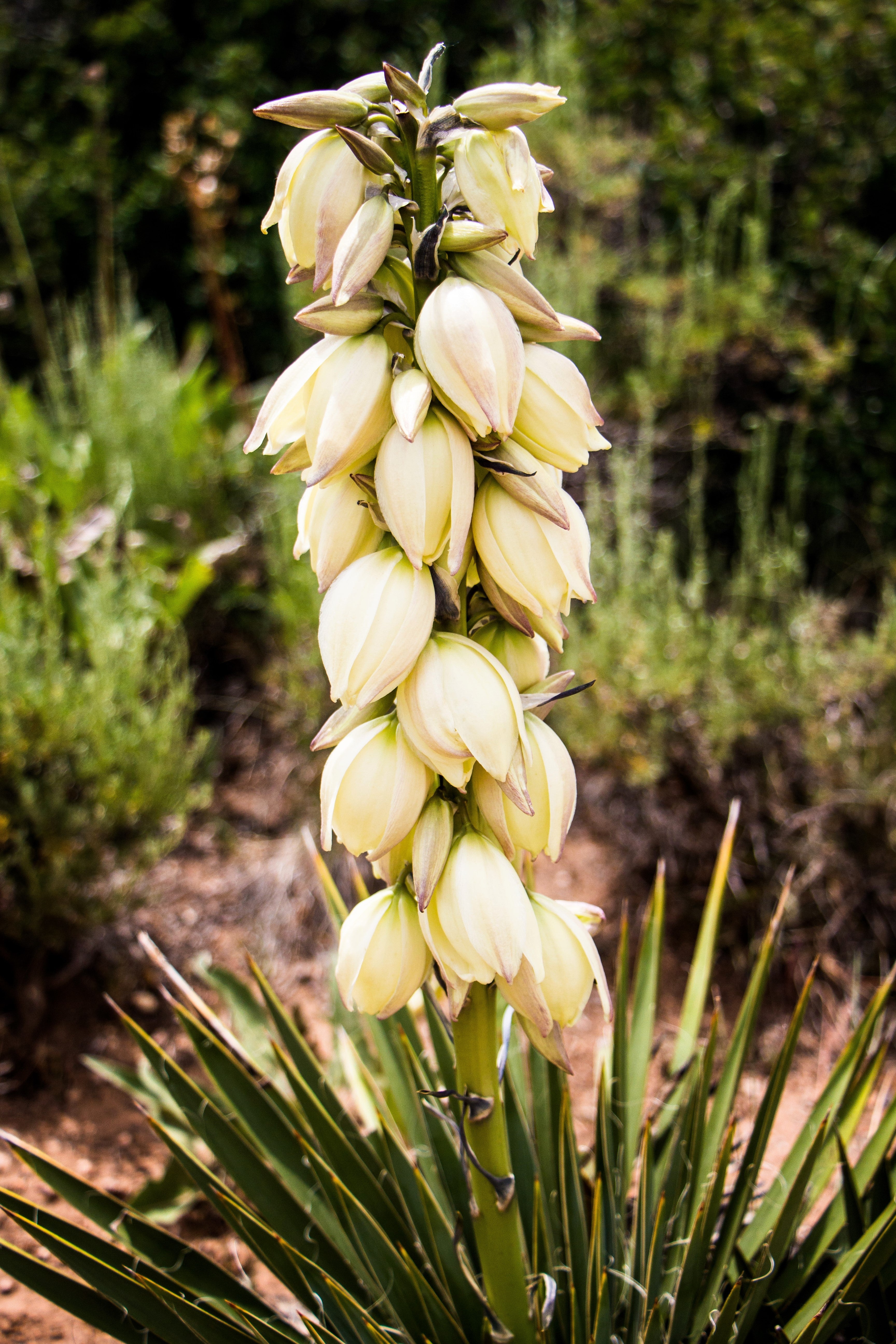 100 YUCCA (Soapweed / Soapwell / Beargrass / Great Plains Yucca) Yucca Glauca Flower Seeds - Image 3
