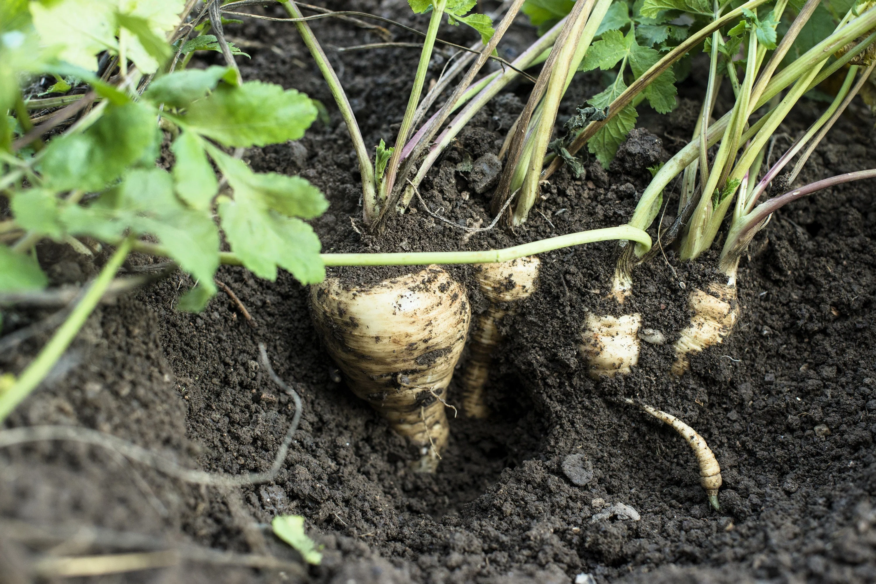 1000 ALL AMERICAN PARSNIP Pastinaca Sativa White Root Vegetable Seeds - Image 2
