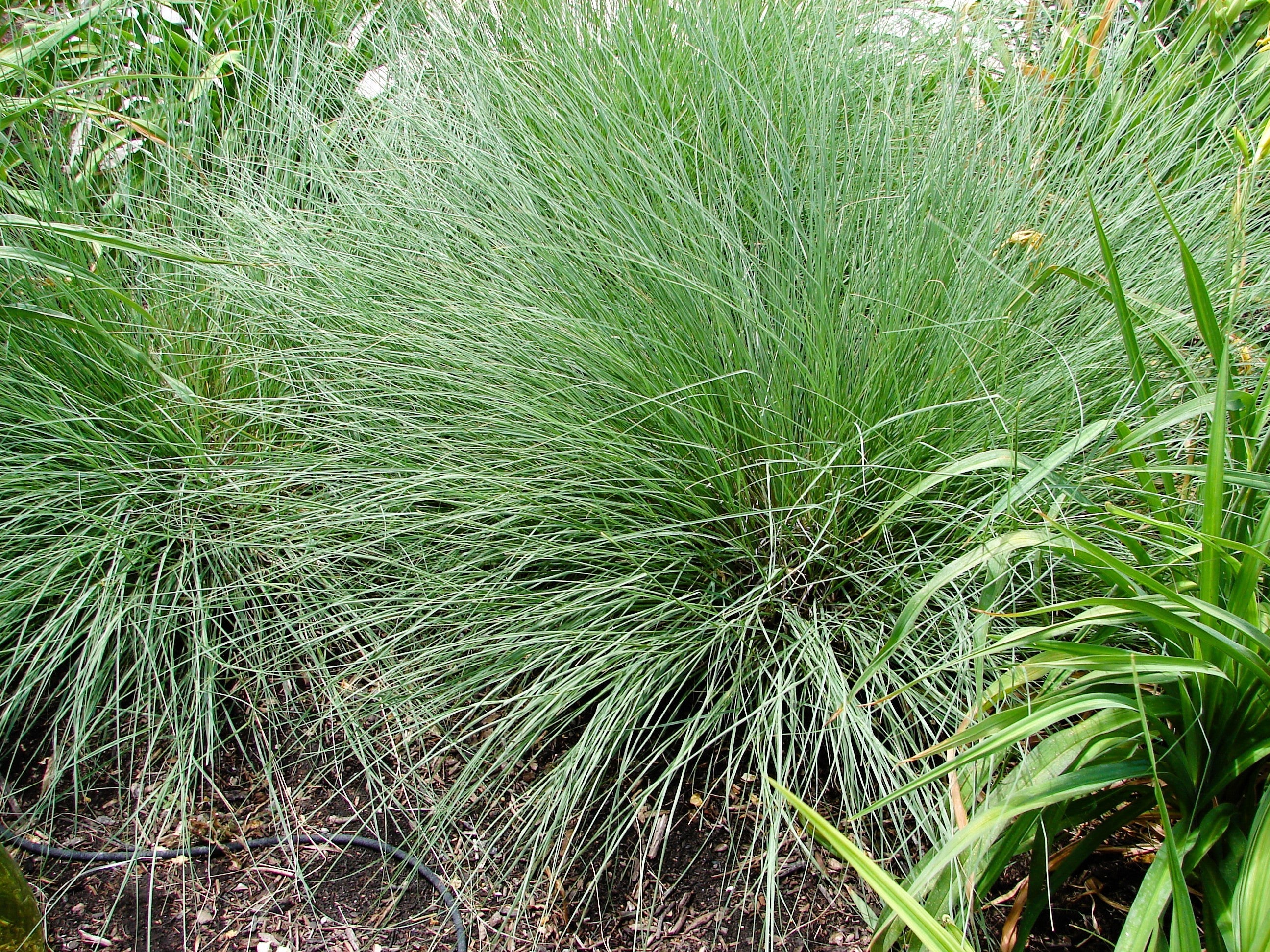 1000 BLUE GRAMA GRASS Gramma Bouteloua Gracilis Flower Mosquito Grass Seeds - Image 4