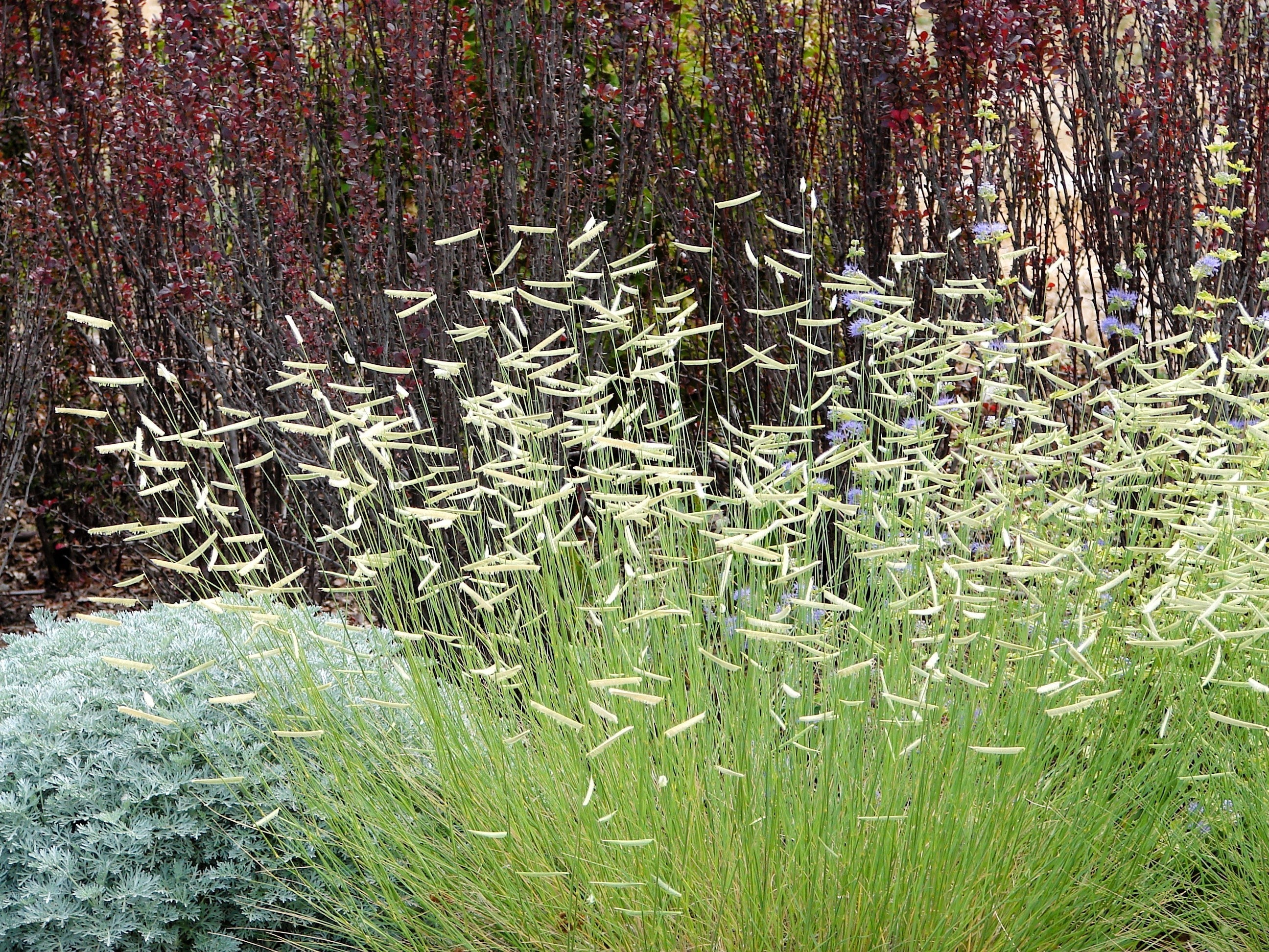 1000 BLUE GRAMA GRASS Gramma Bouteloua Gracilis Flower Mosquito Grass Seeds - Image 7
