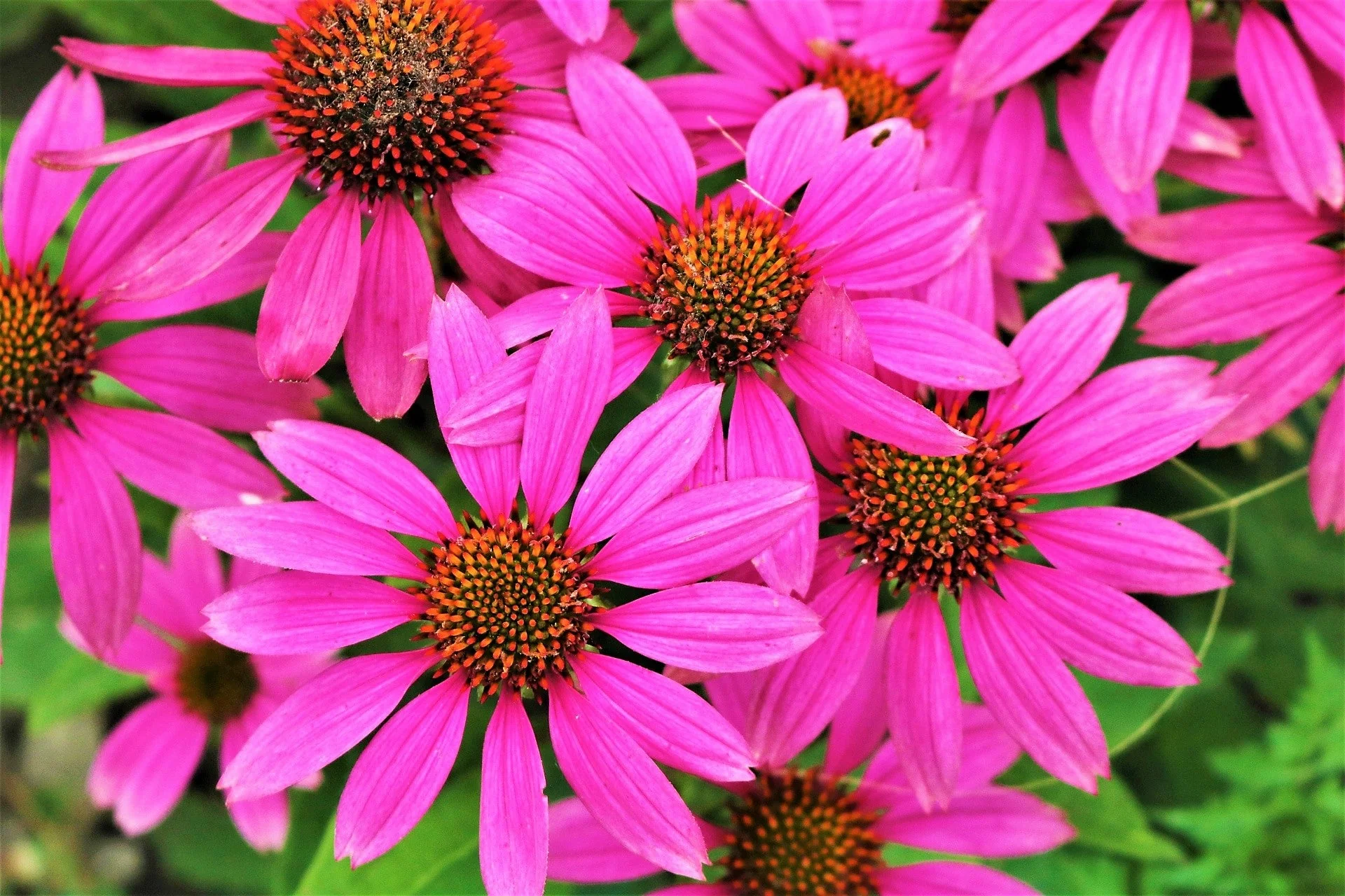 1000 Bulk BRIGHT STAR CONEFLOWER Echinacea Purpurea Lavender Bright Rose Pink Flower Seeds - Image 4