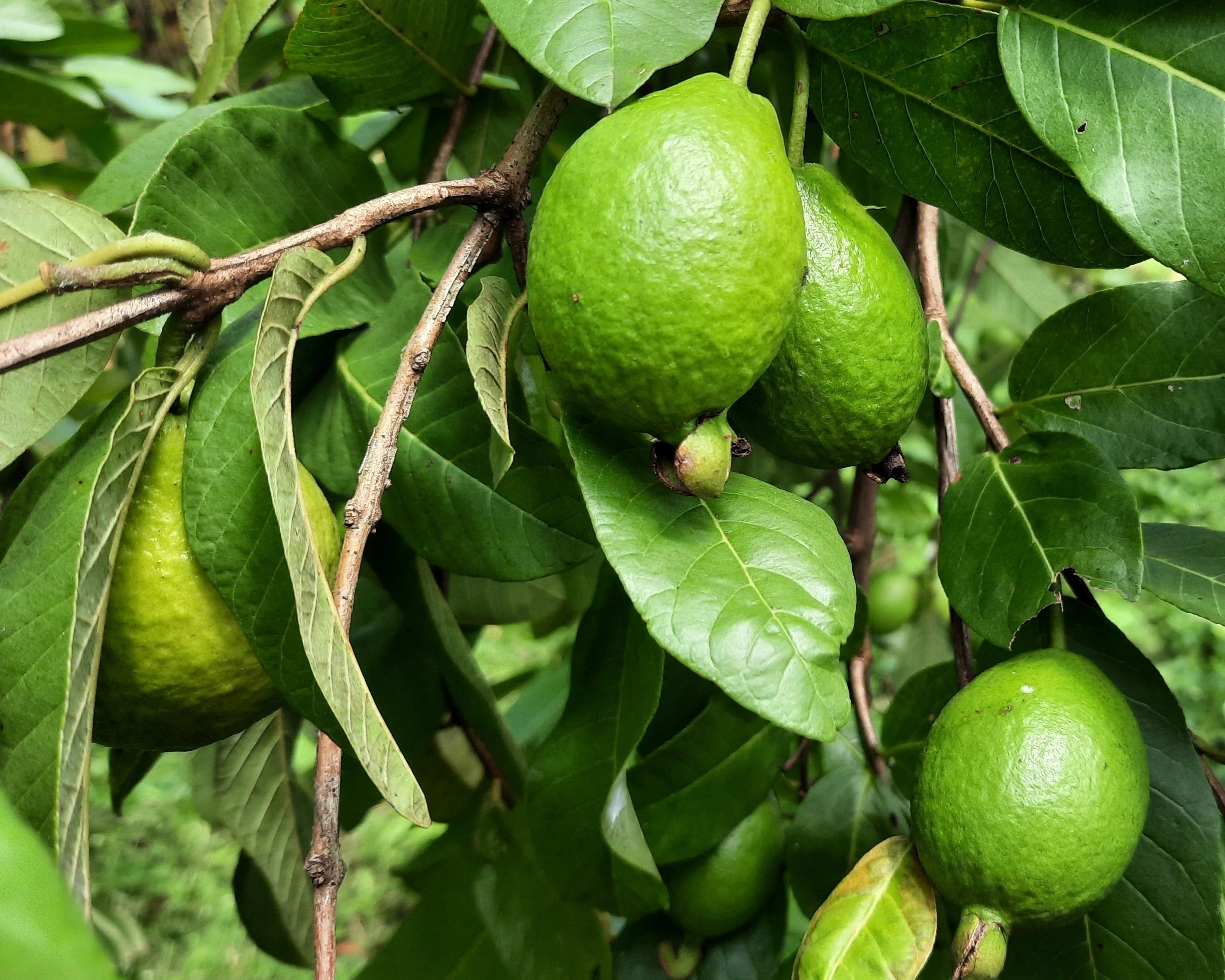 1000 BULK GUAVA Fruit Tree Shrub Psidium Guajava White Flowers Fruit Seeds - Image 5
