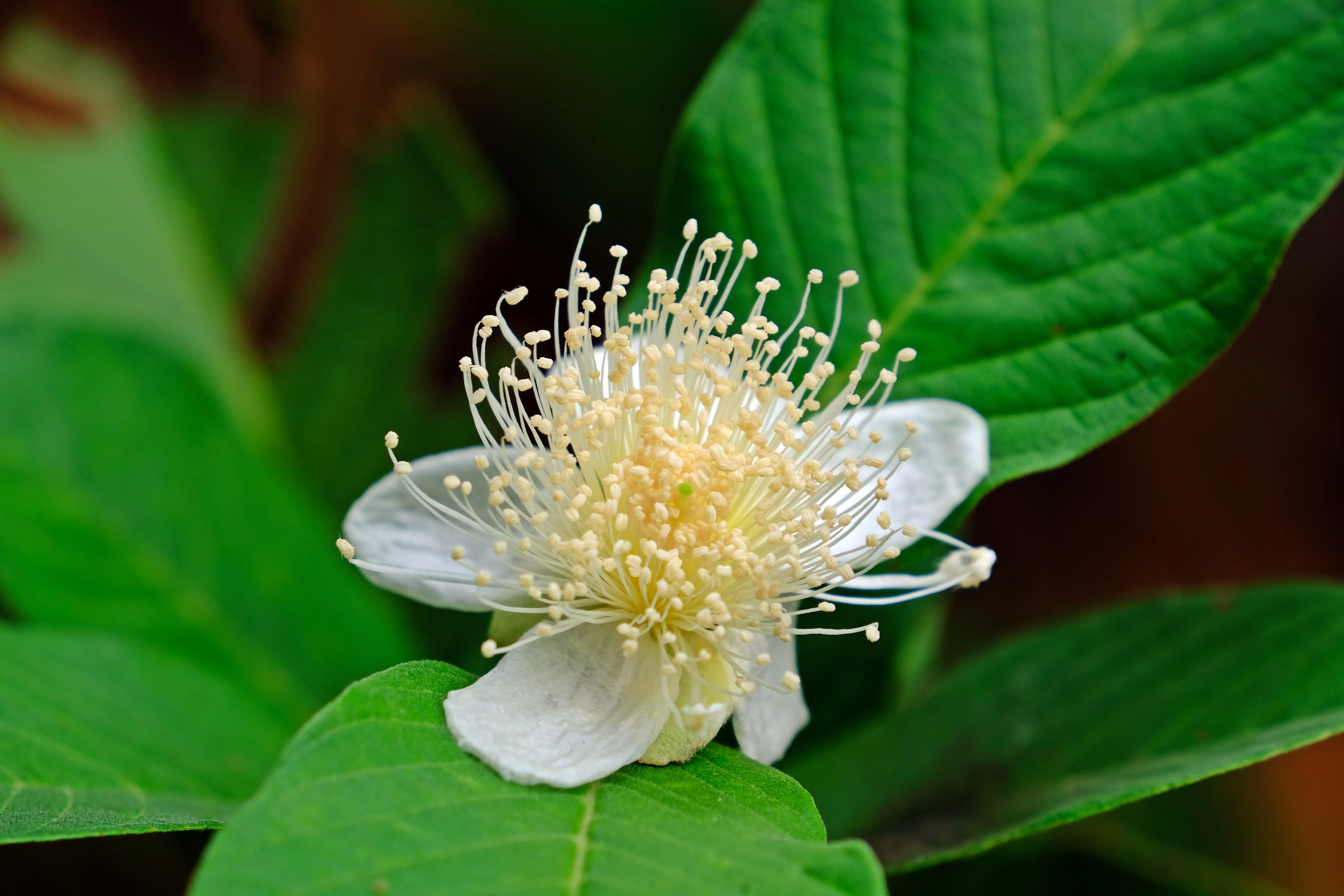 1000 BULK GUAVA Fruit Tree Shrub Psidium Guajava White Flowers Fruit Seeds - Image 9