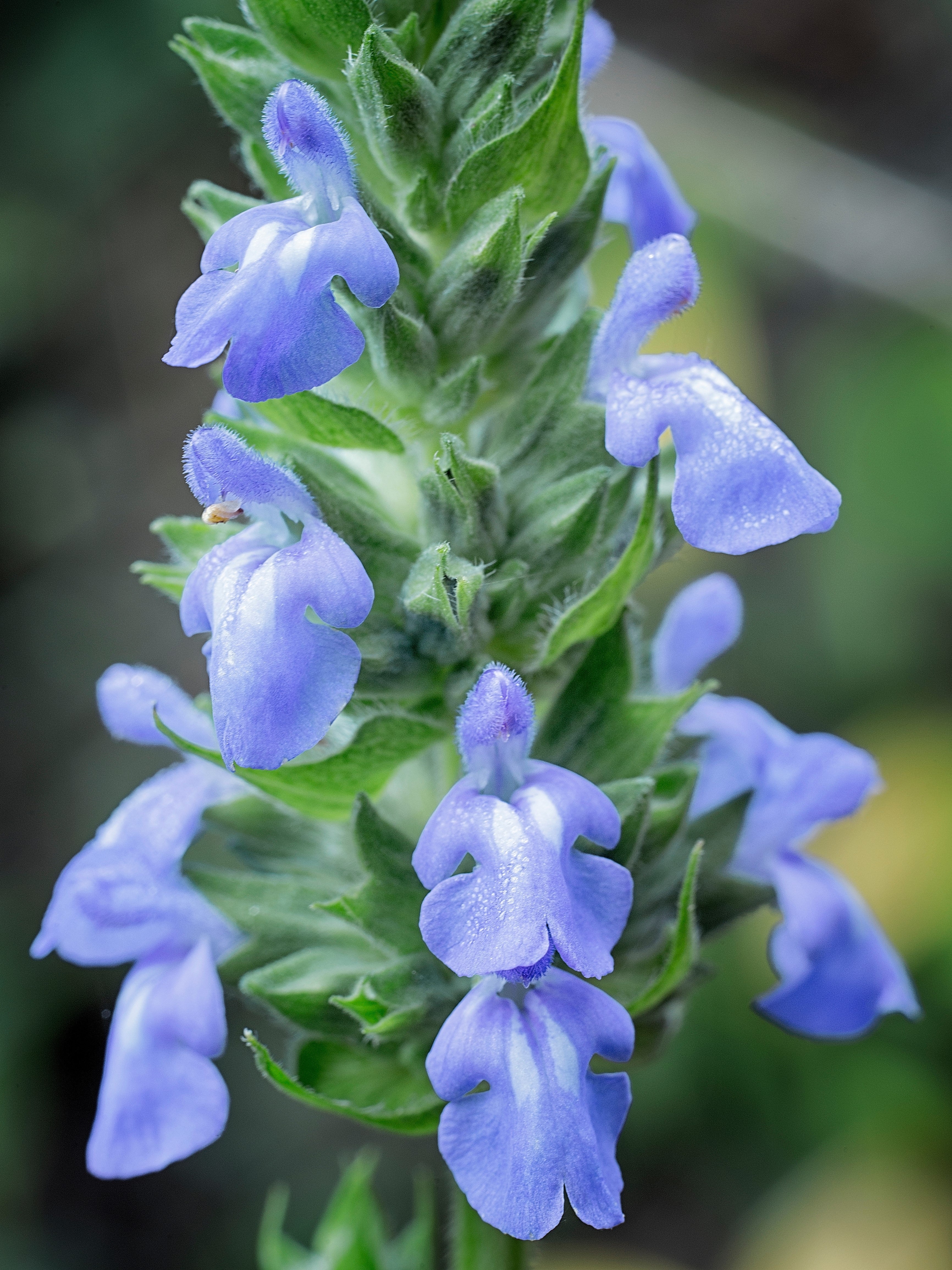 1000 CHIA SAGE / SALVIA Salvia Hispanica Flower Seeds - Image 10