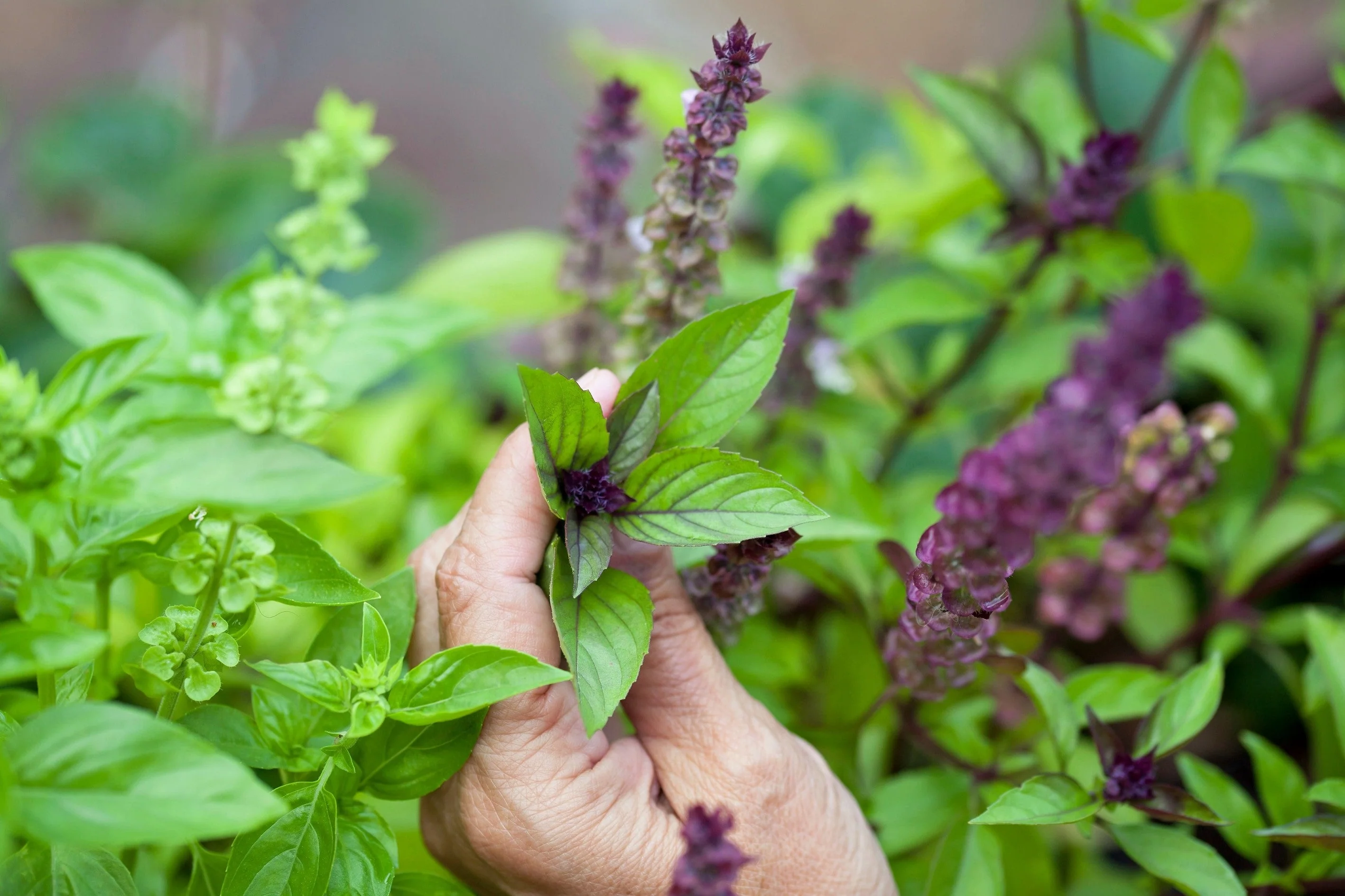 1000 CINNAMON BASIL Ocimum Basilicum HERB Flower Seeds - Image 2