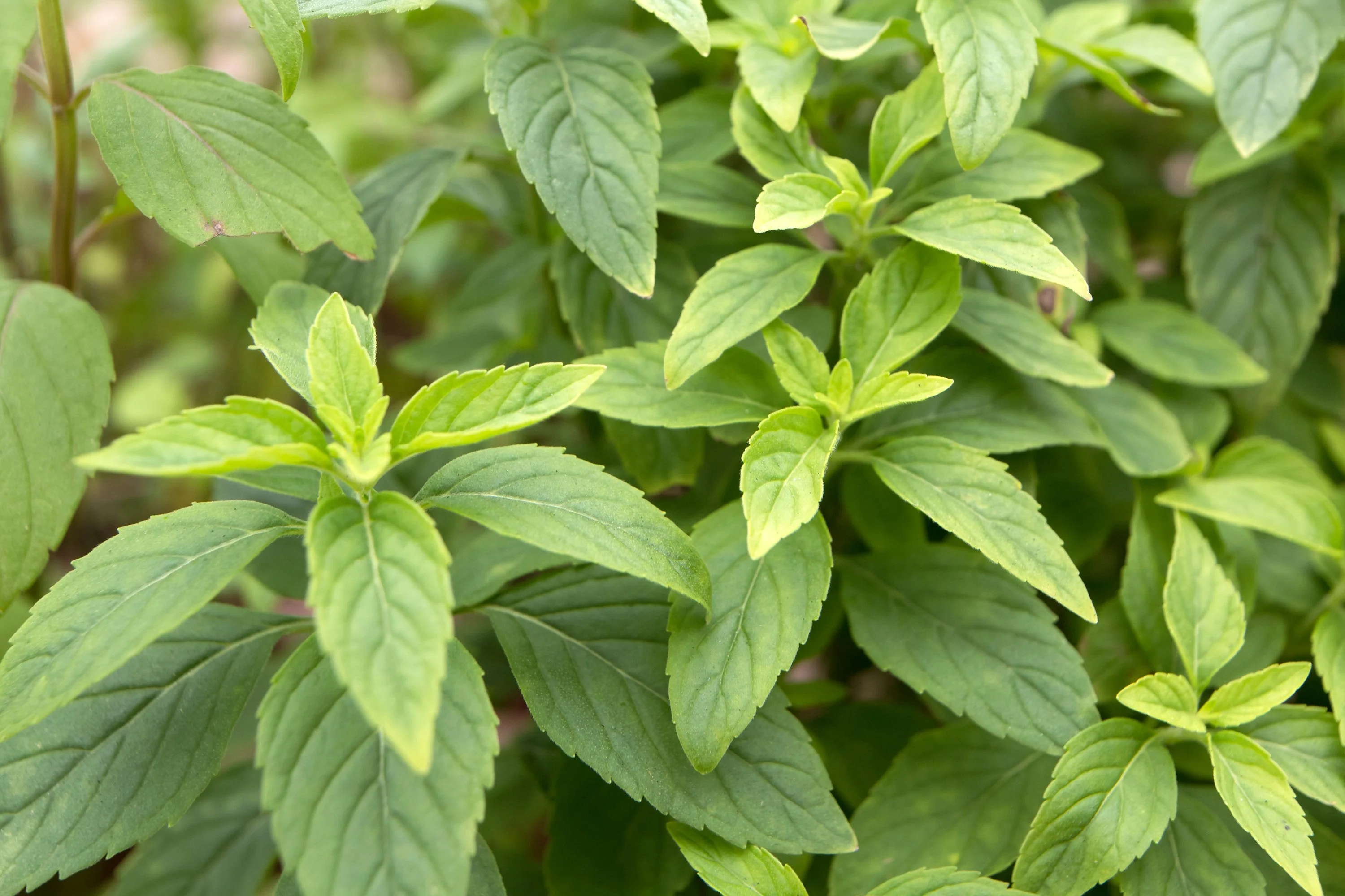 1000 CINNAMON BASIL Ocimum Basilicum HERB Flower Seeds - Image 6