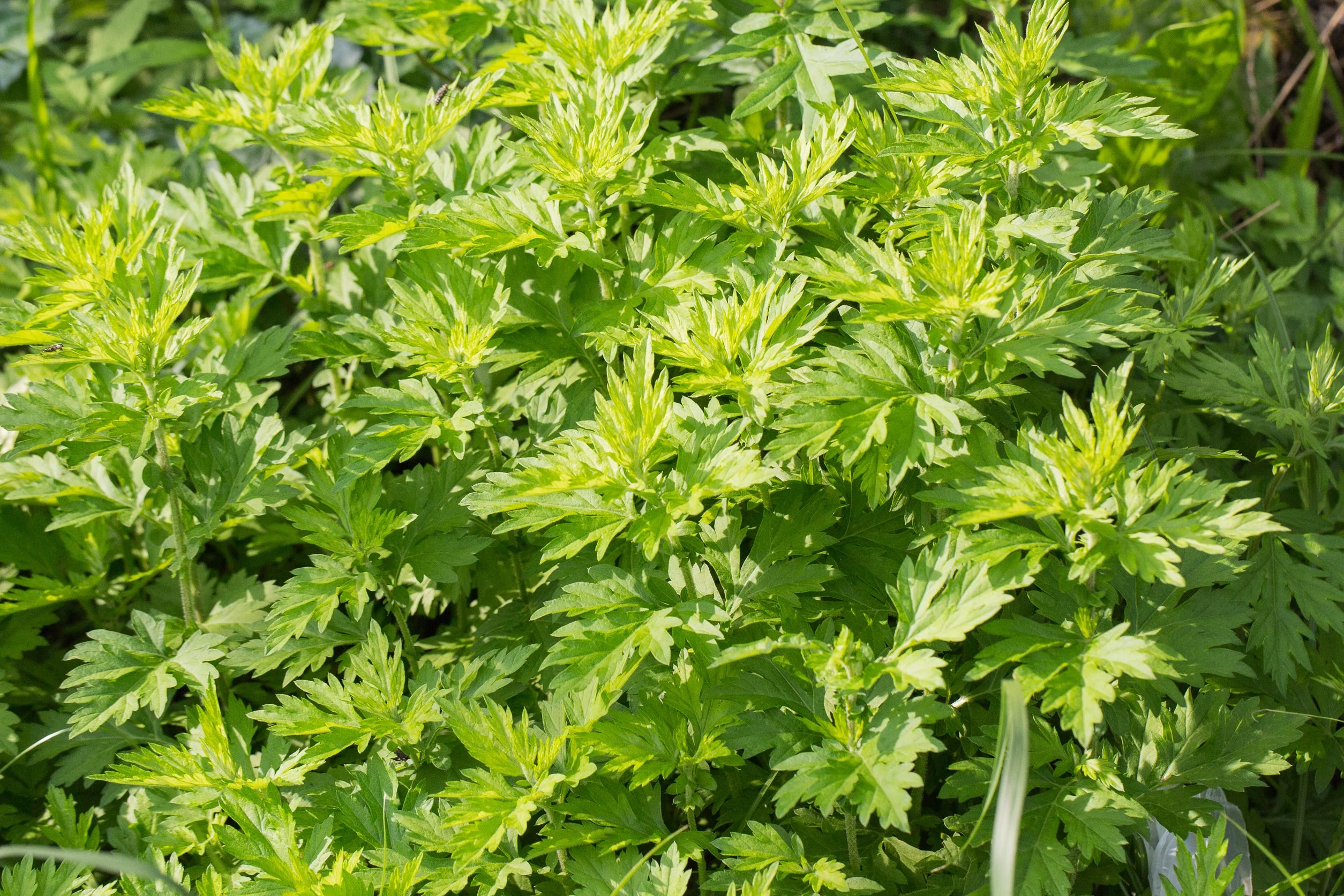 1000 COMMON MUGWORT Artemisia Vulgaris Wild Wormwood Herb Yellow Red Flower Seeds - Image 6