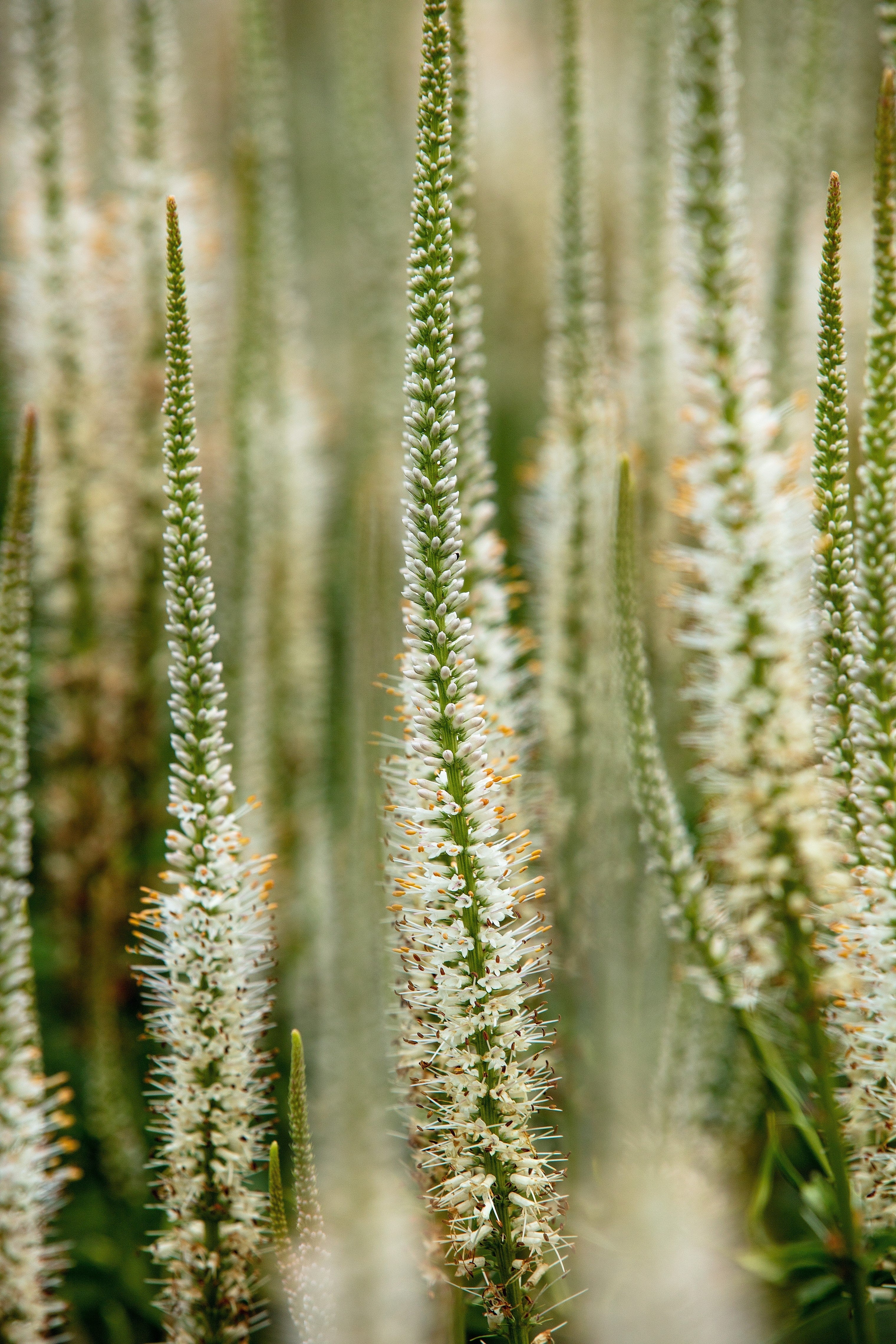 1000 CULVERS ROOT (Black Root) Veronicastrum Virginicum Flower Seeds - Image 10