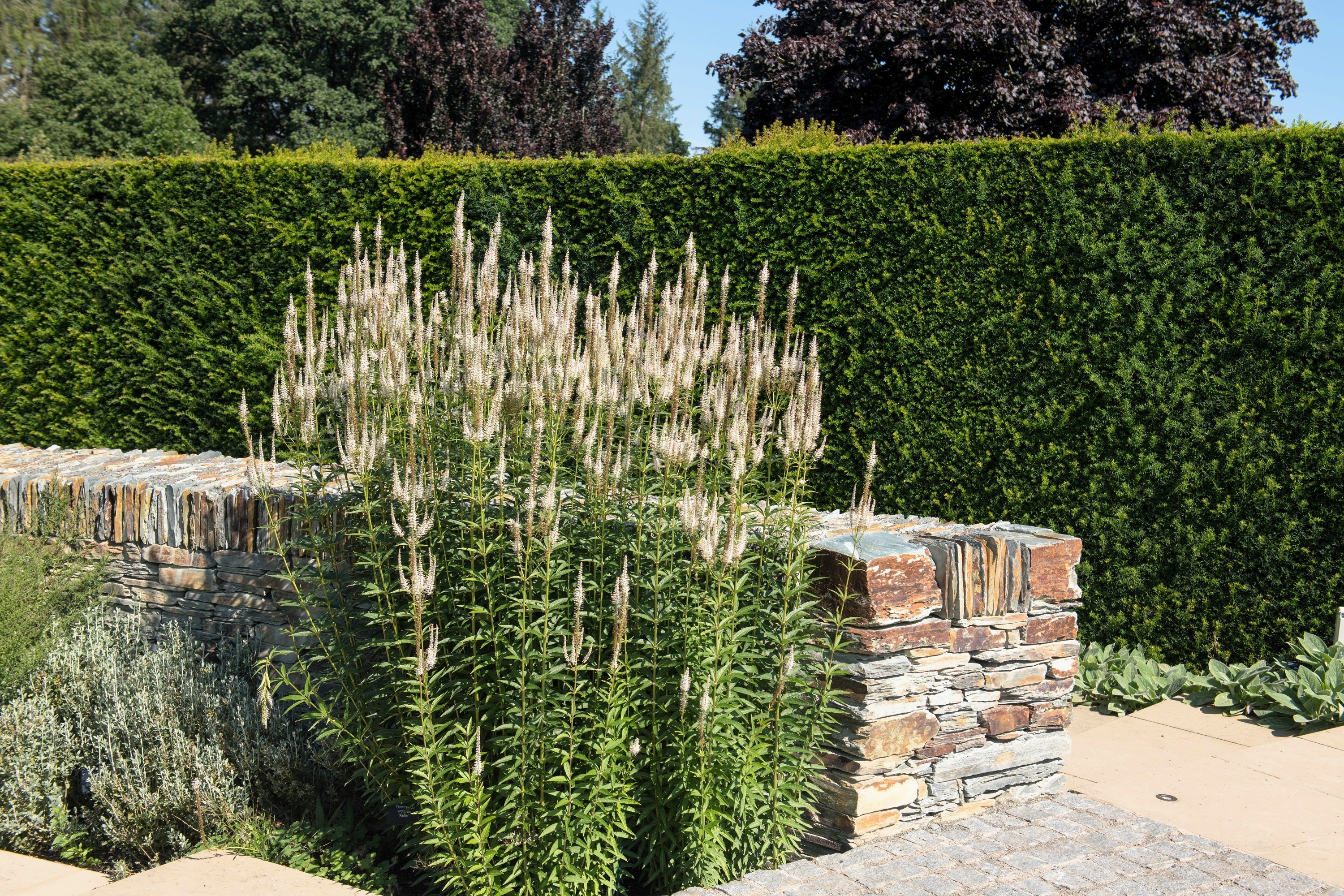 1000 CULVERS ROOT (Black Root) Veronicastrum Virginicum Flower Seeds - Image 9