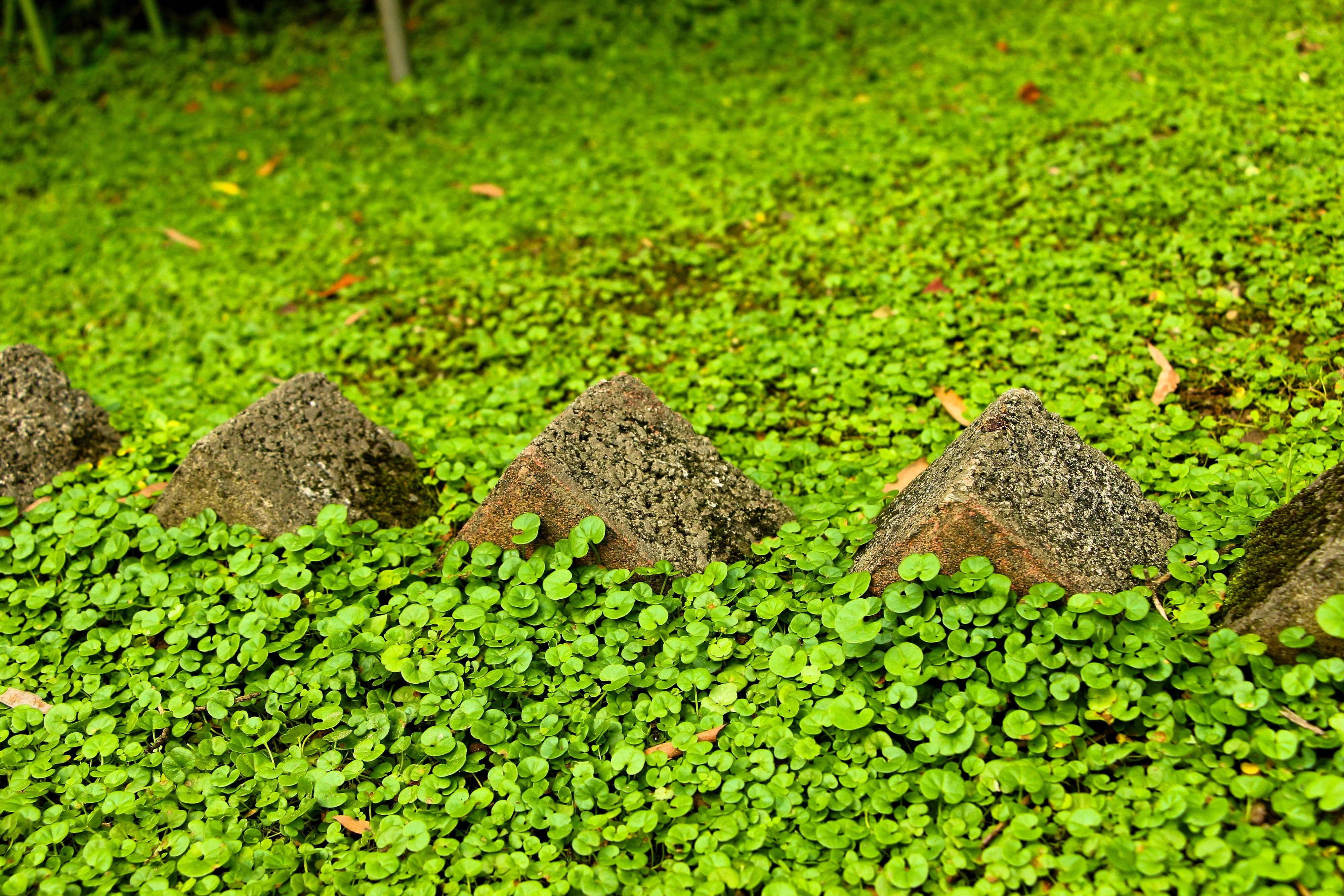 1000 DICHONDRA Repens aka Lawn Leaf Flower Evergreen Ground Cover Seeds - Image 2