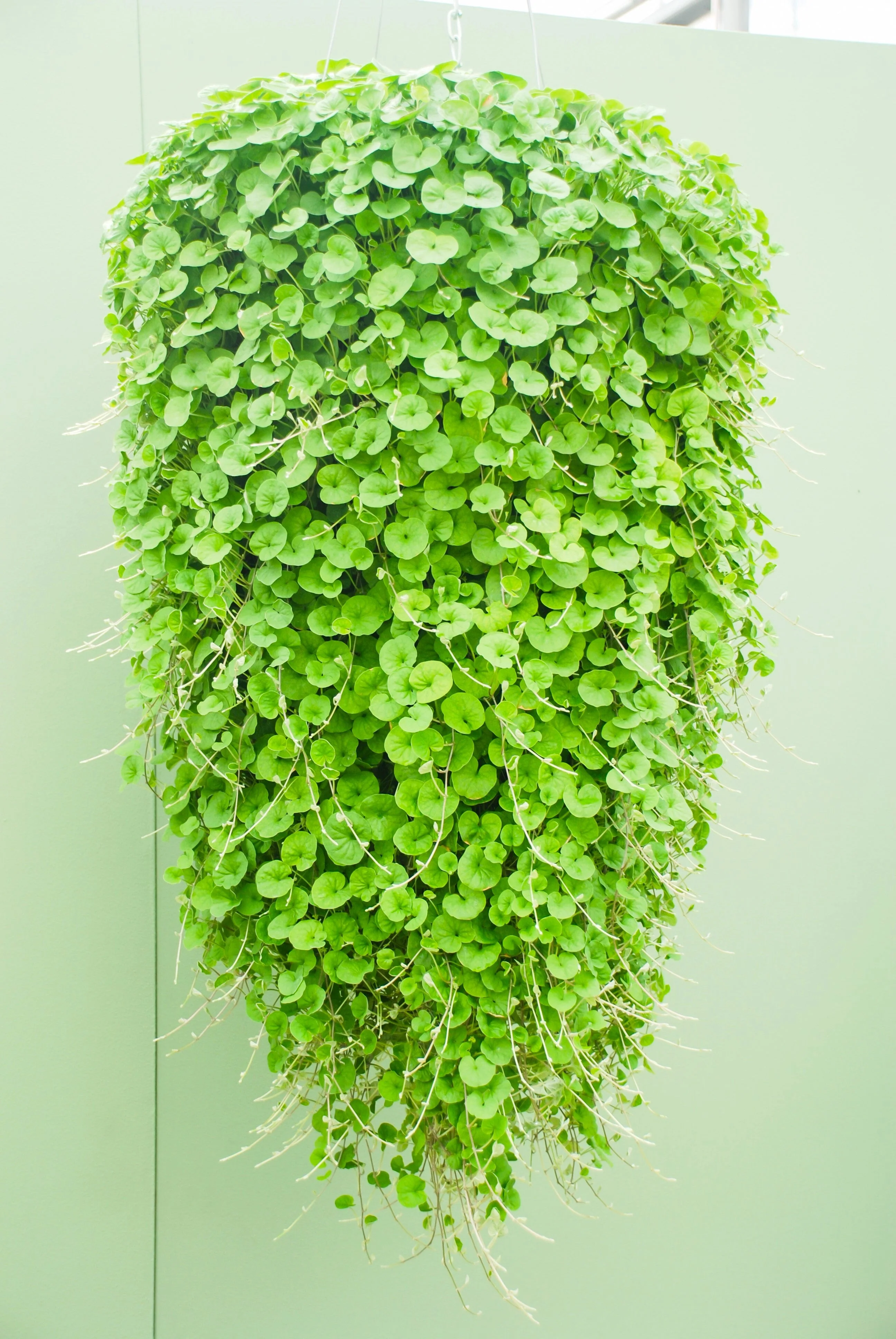 1000 DICHONDRA Repens aka Lawn Leaf Flower Evergreen Ground Cover Seeds - Image 6
