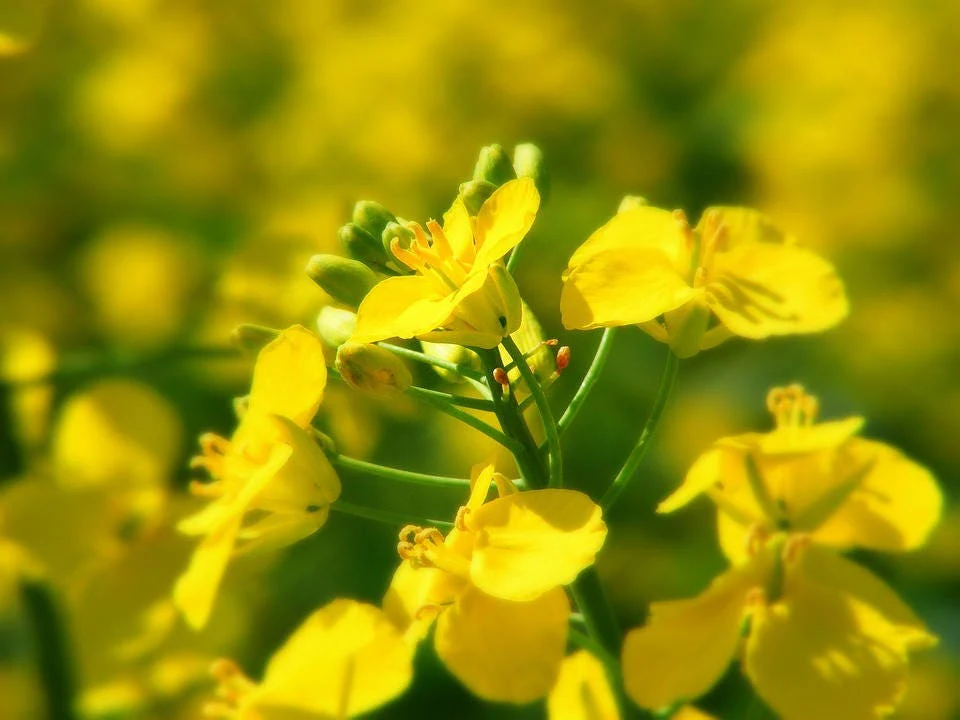 1000 Dwarf ESSEX RAPE KALE Brassica Napus Vegetable Seeds - Image 2
