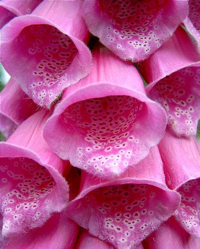 1000 DWARF FOXY MIX FOXGLOVE Digitalis Purpurea Flower Seeds - Image 3