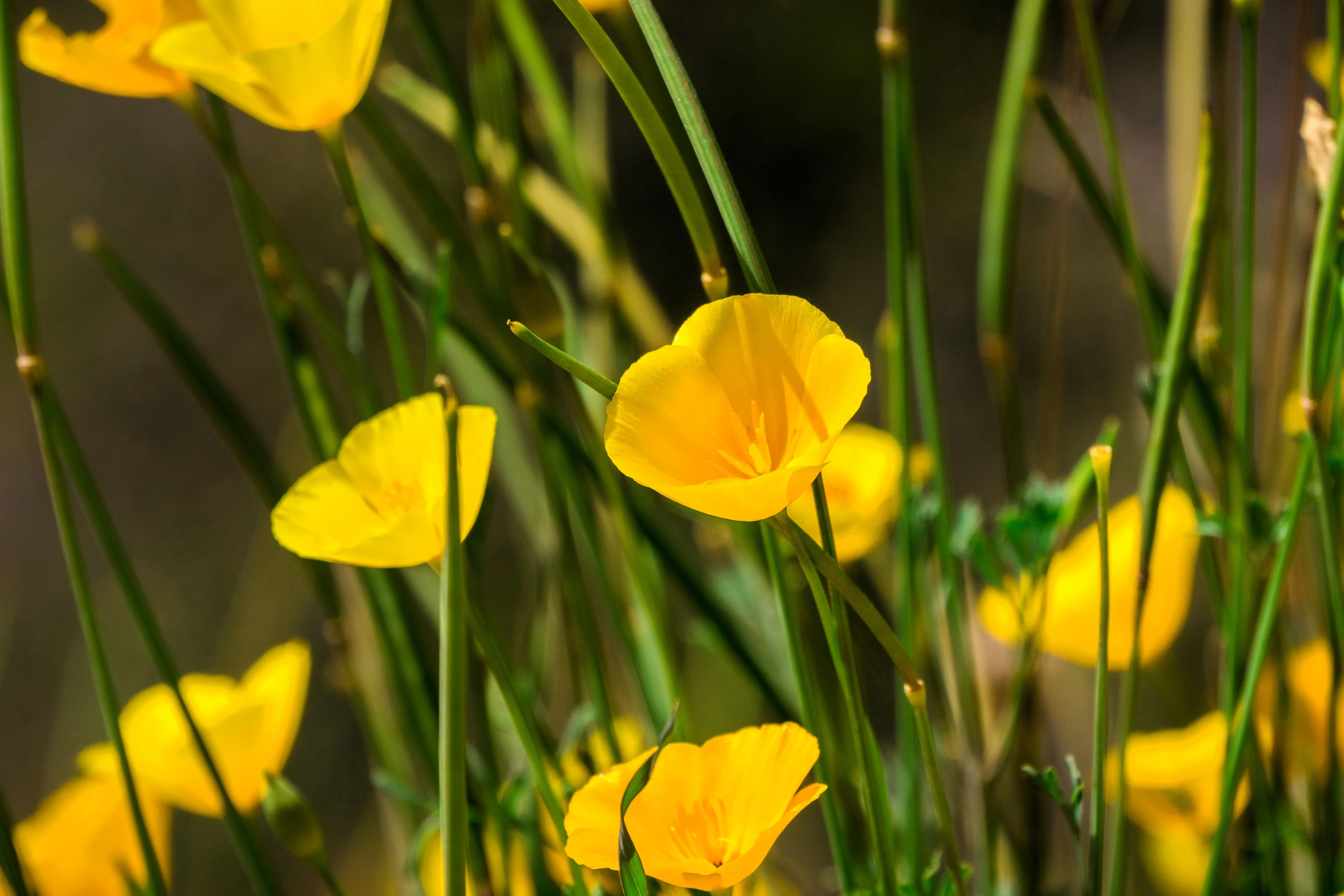 1000 DWARF Yellow CALIFORNIA Tufted POPPY Eschscholzia Caespitosa Flower Seeds - Image 4
