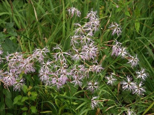 1000 FRINGED PINKS DIANTHUS Superbus Flower Seeds - Image 5