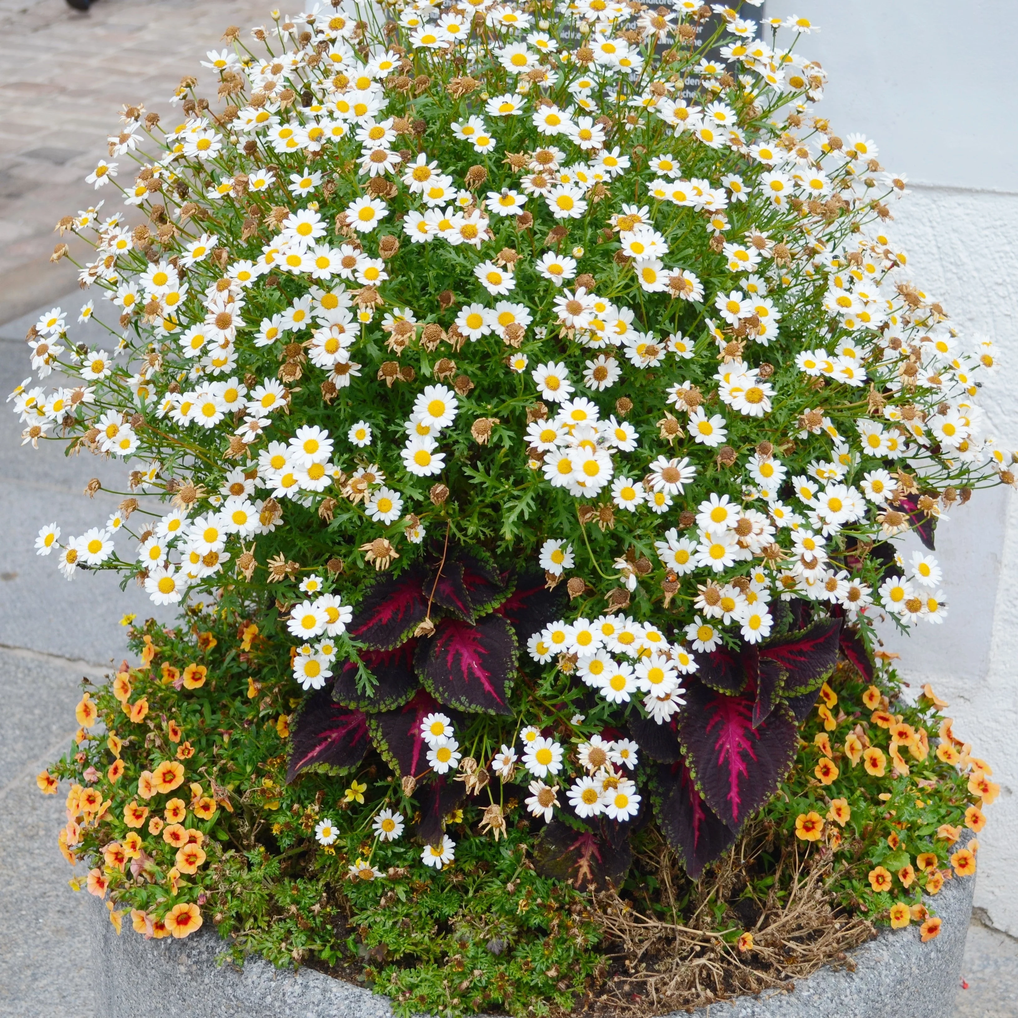 1000 GERMAN CHAMOMILE Matricaria Recutita Chamomilla Herb Flower Seeds - Image 10