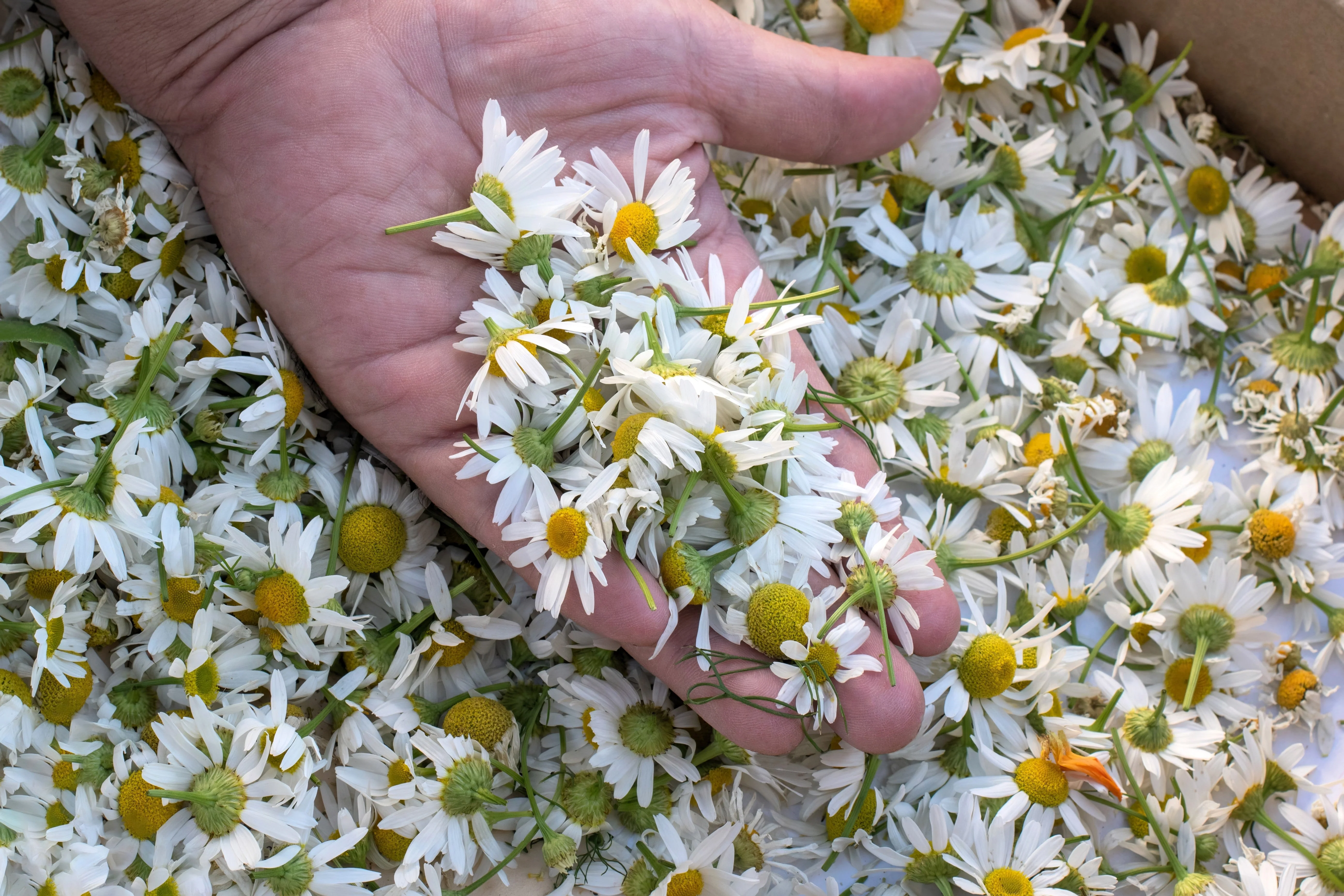 1000 GERMAN CHAMOMILE Matricaria Recutita Chamomilla Herb Flower Seeds - Image 4