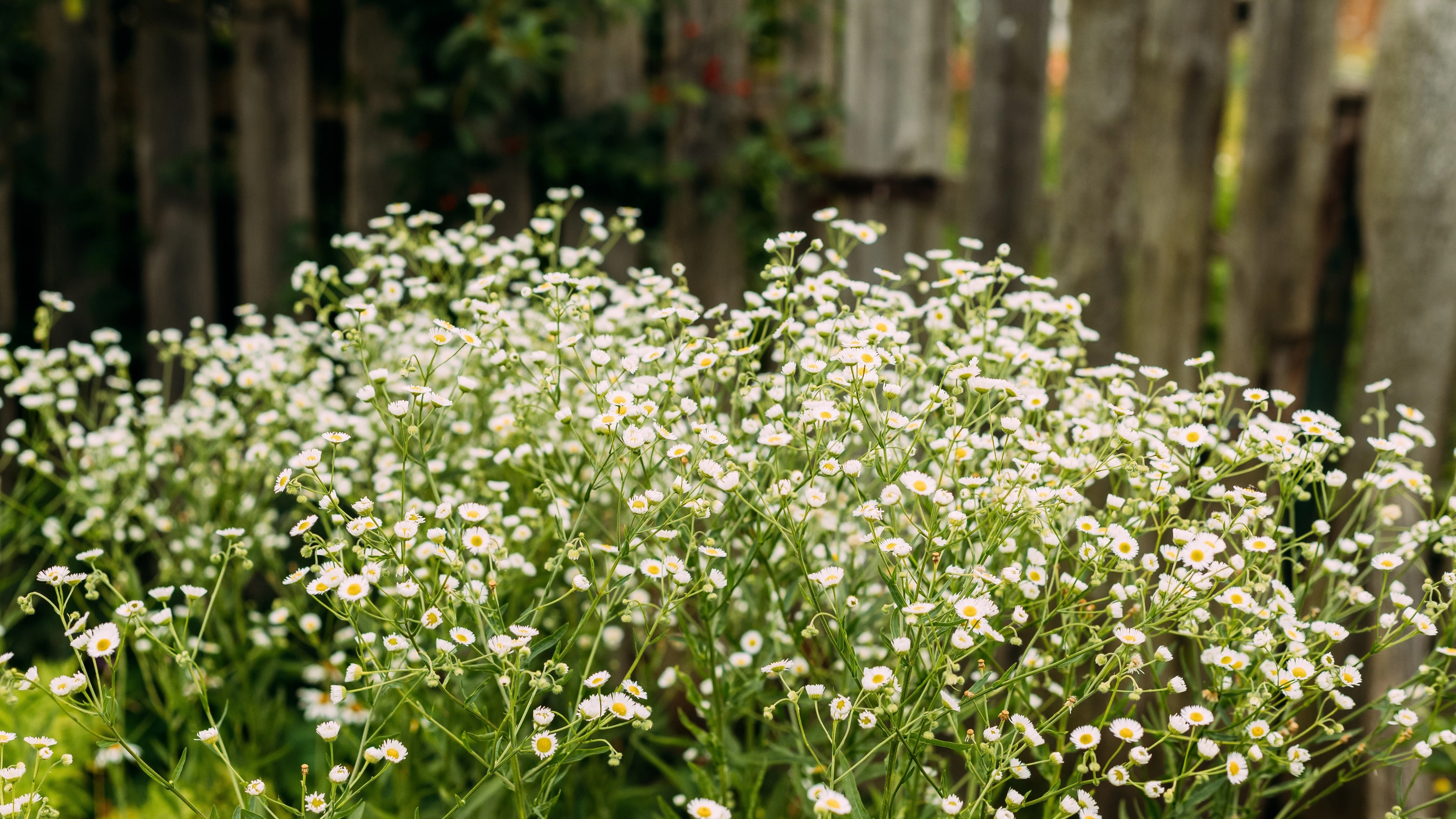 1000 GERMAN CHAMOMILE Matricaria Recutita Chamomilla Herb Flower Seeds - Image 8