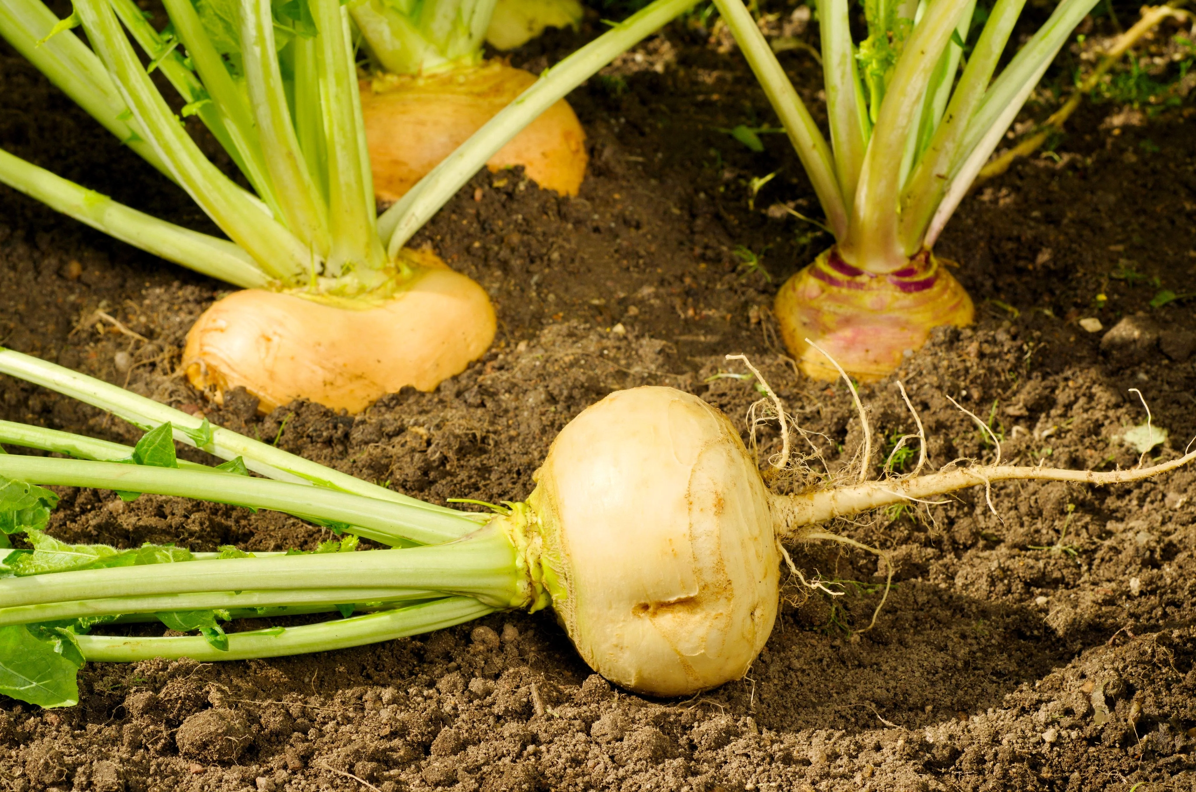 1000 GOLDEN BALL TURNIP Heirloom Yellow Brassica Rapa Root Vegetable Seeds - Image 4