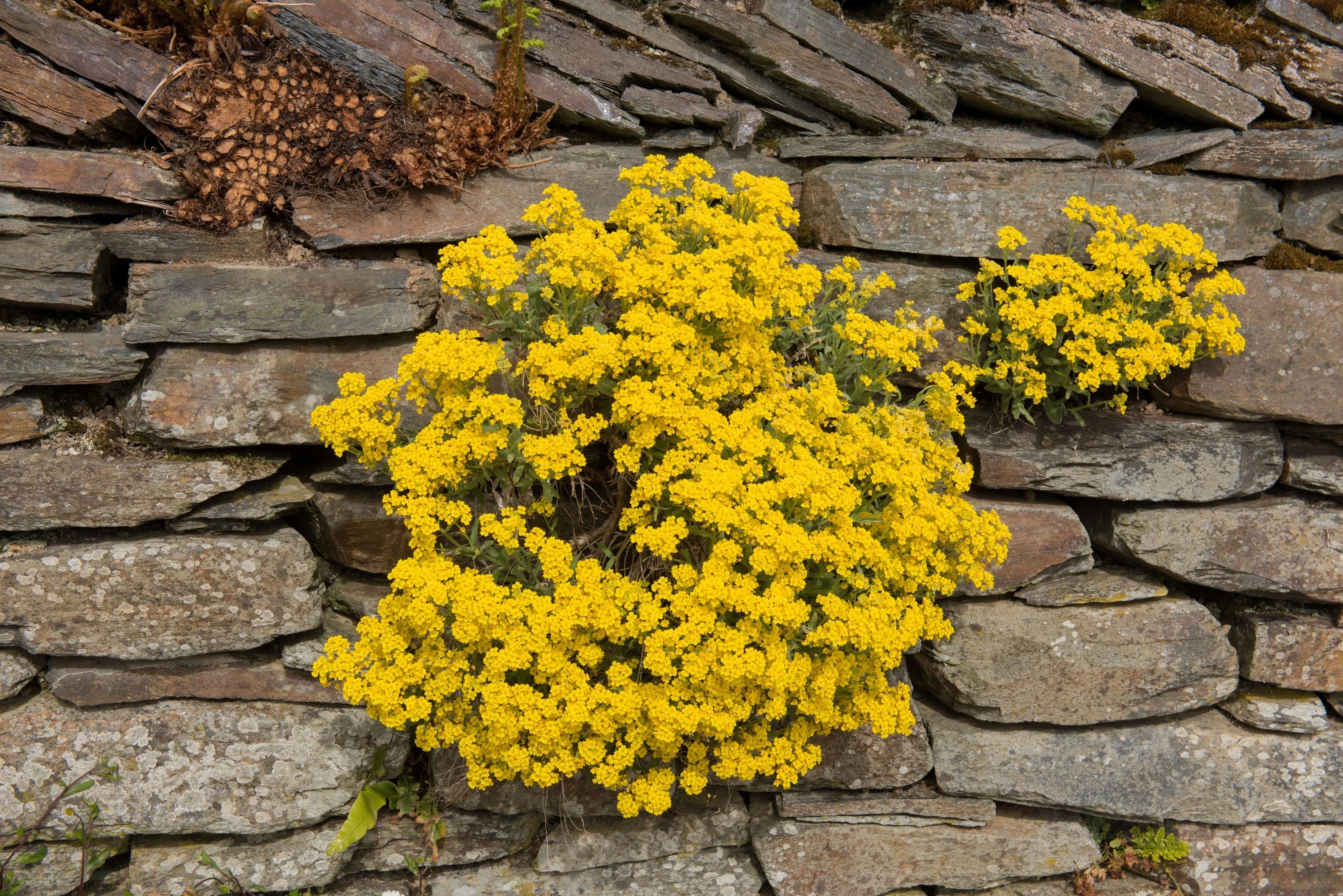1000 GOLDEN TUFT ALYSSUM Basket of Gold Aurinia Saxatilis Yellow Flower Seeds - Image 3