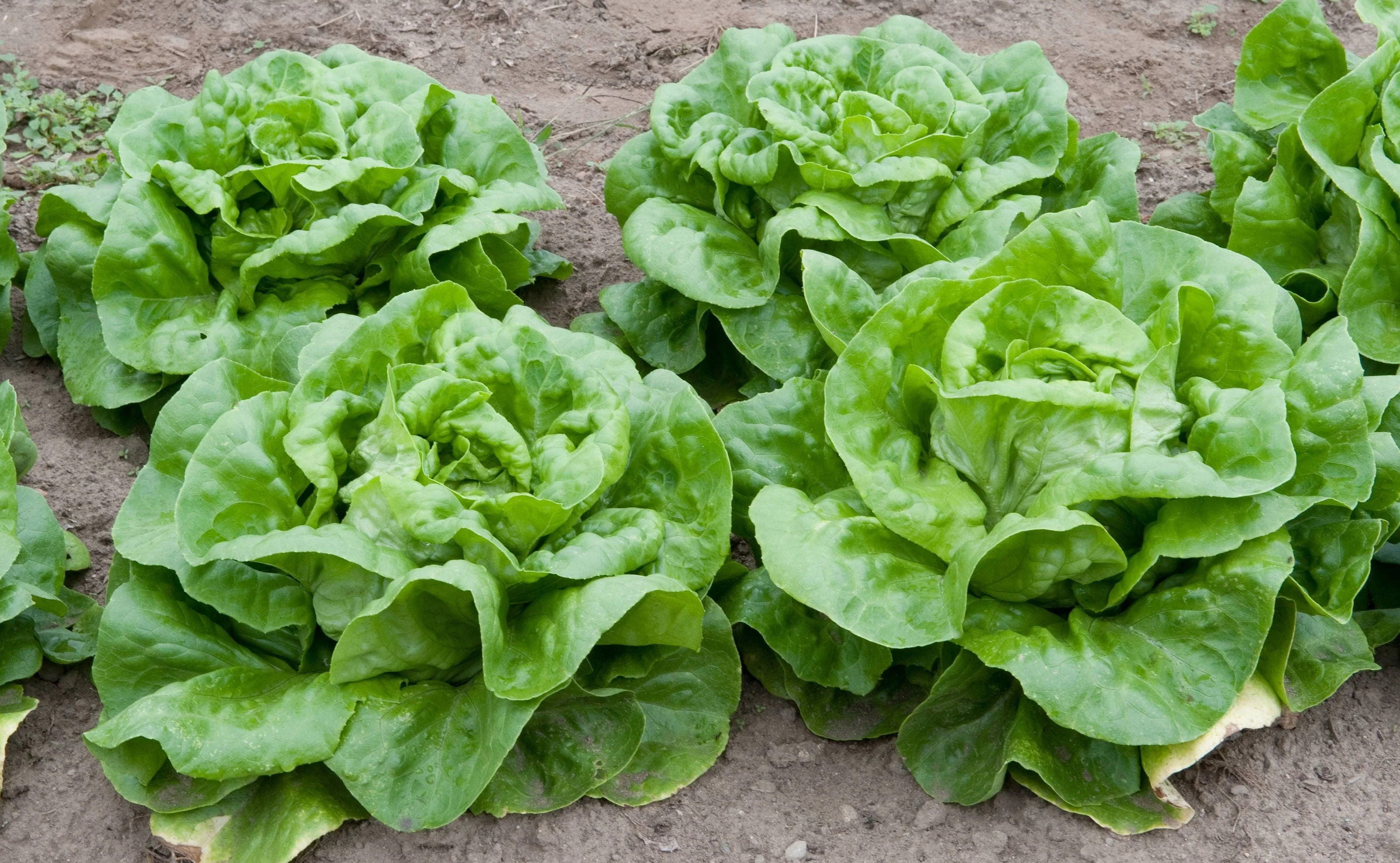 1000 GREAT LAKES LETTUCE Batavian Iceberg Lactuca Sativa Vegetable Seeds - Image 3
