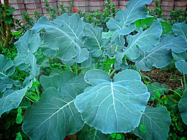 1000 HANOVER SALAD Spring KALE Smooth Siberian Brassica Napus Vegetable Seeds - Image 8