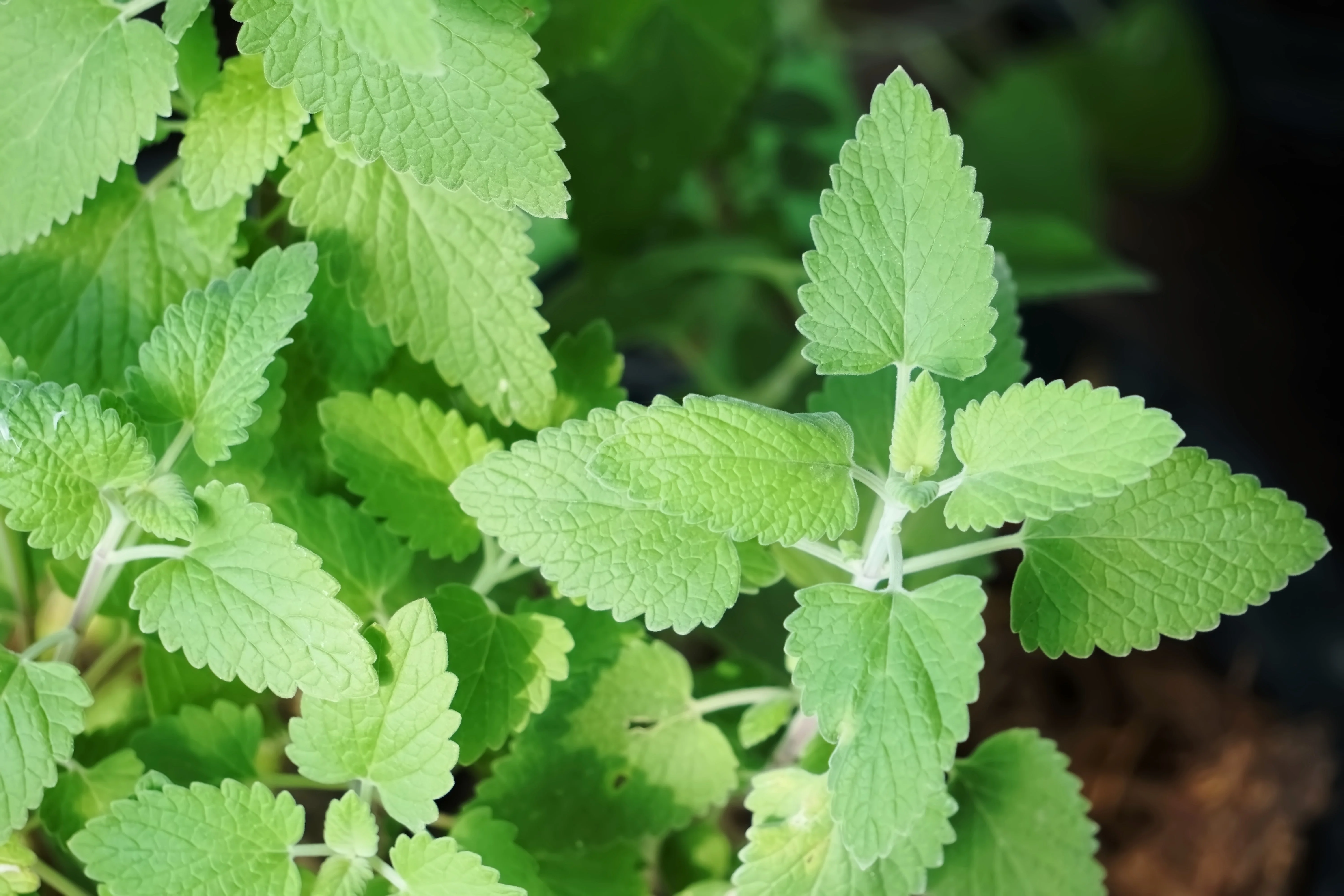 1000 HEIRLOOM CATNIP Nepeta Cataria Herb Flower Seeds - Image 10