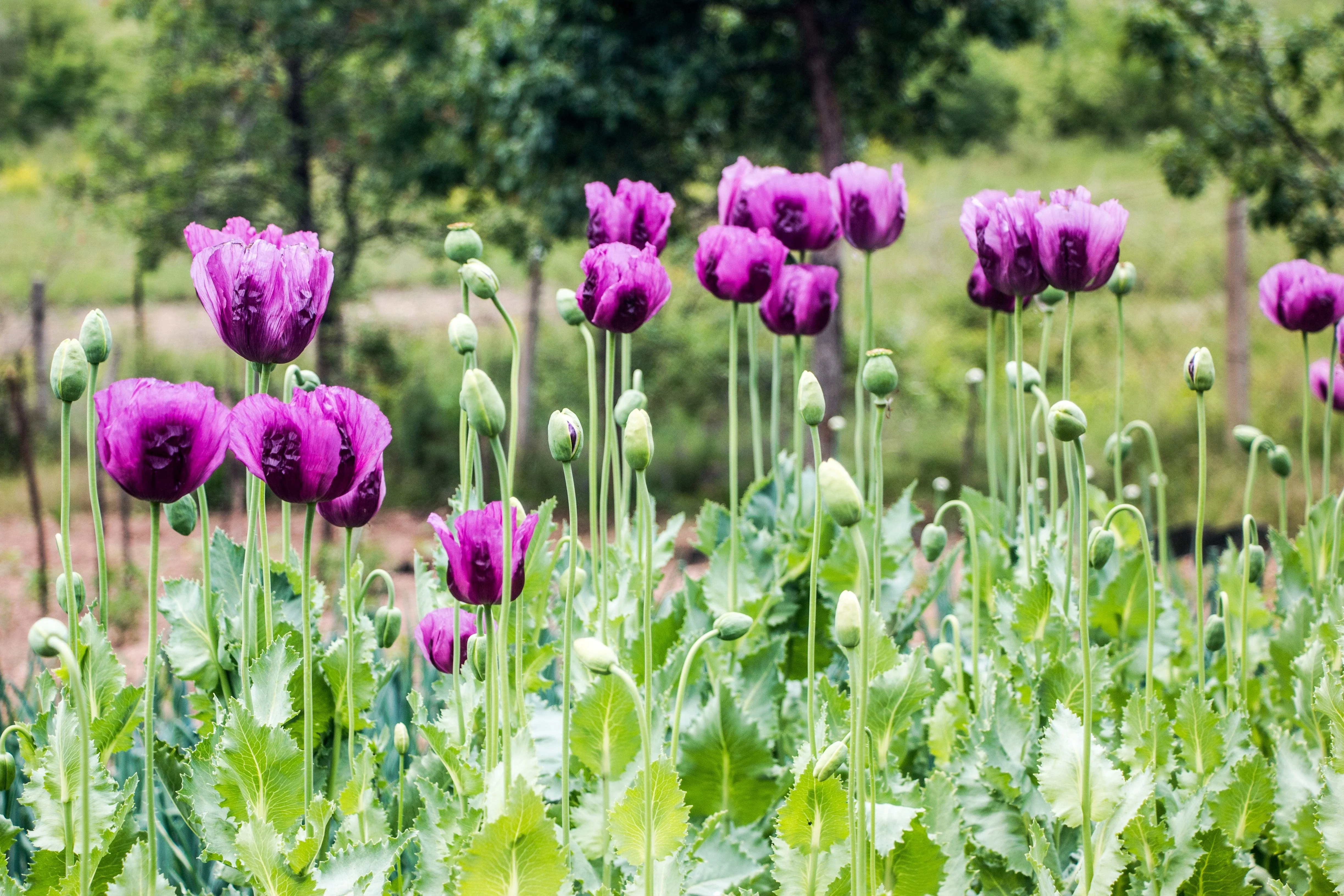 1000 HUNGARIAN BREADSEED POPPY Papaver Somniferum Purple Blue Flower Seeds - Image 5