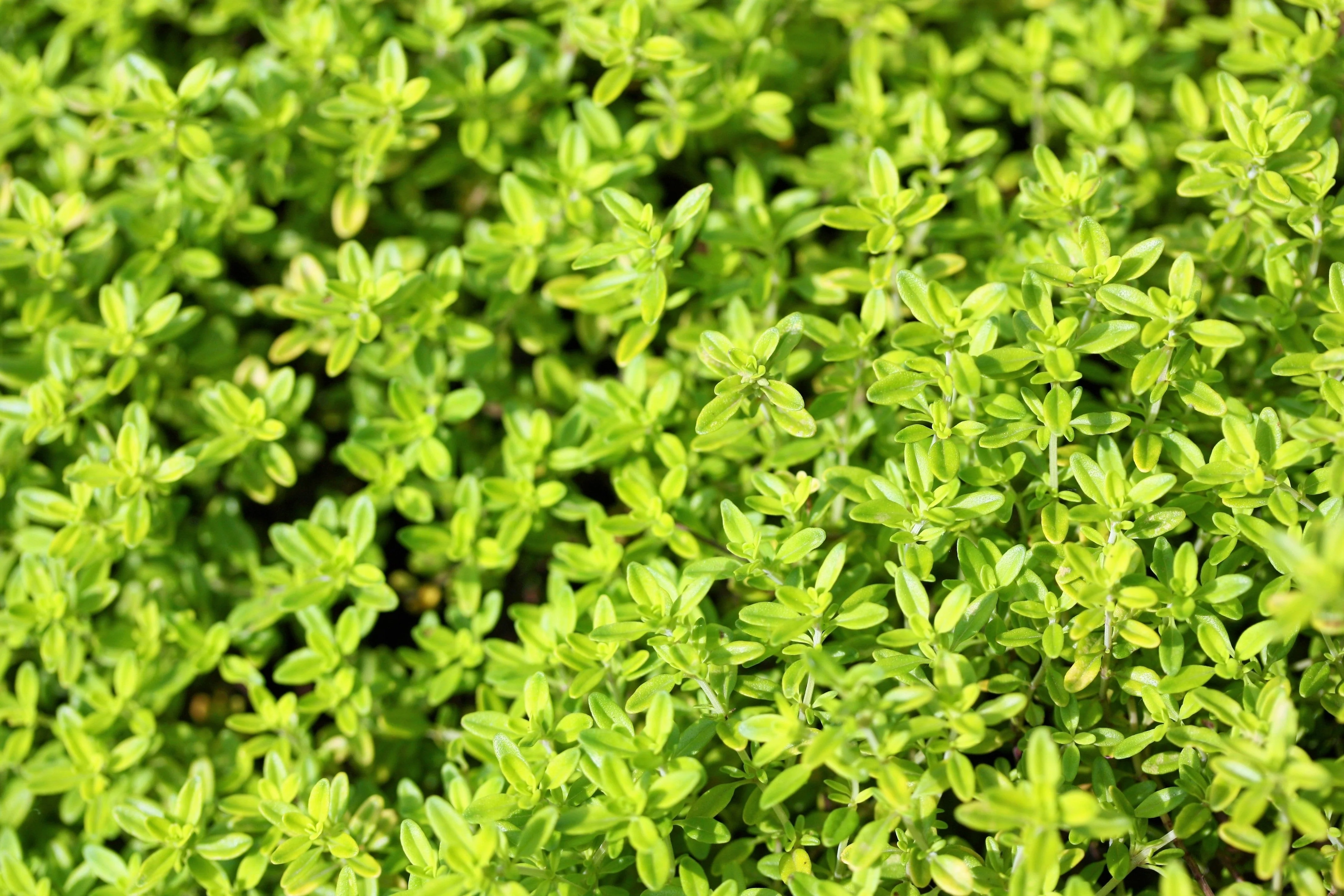 1000 LEMON THYME Thymus Pulegioides Herb Purple Flower Fragrant Evergreen Seeds - Image 5