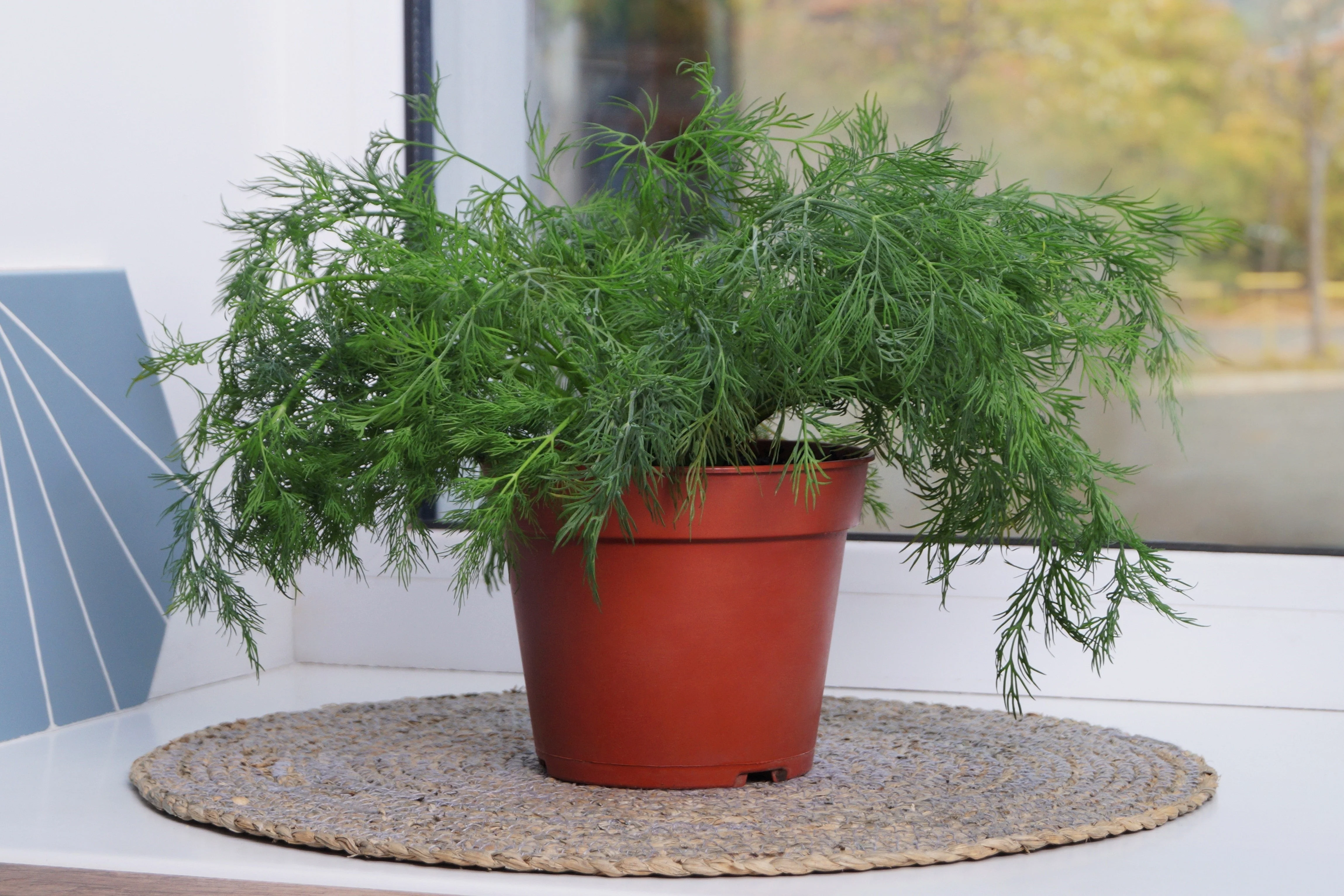 1000 LONG ISLAND Mammoth DILL Anethum Graveolens Herb Flower Seeds - Image 5