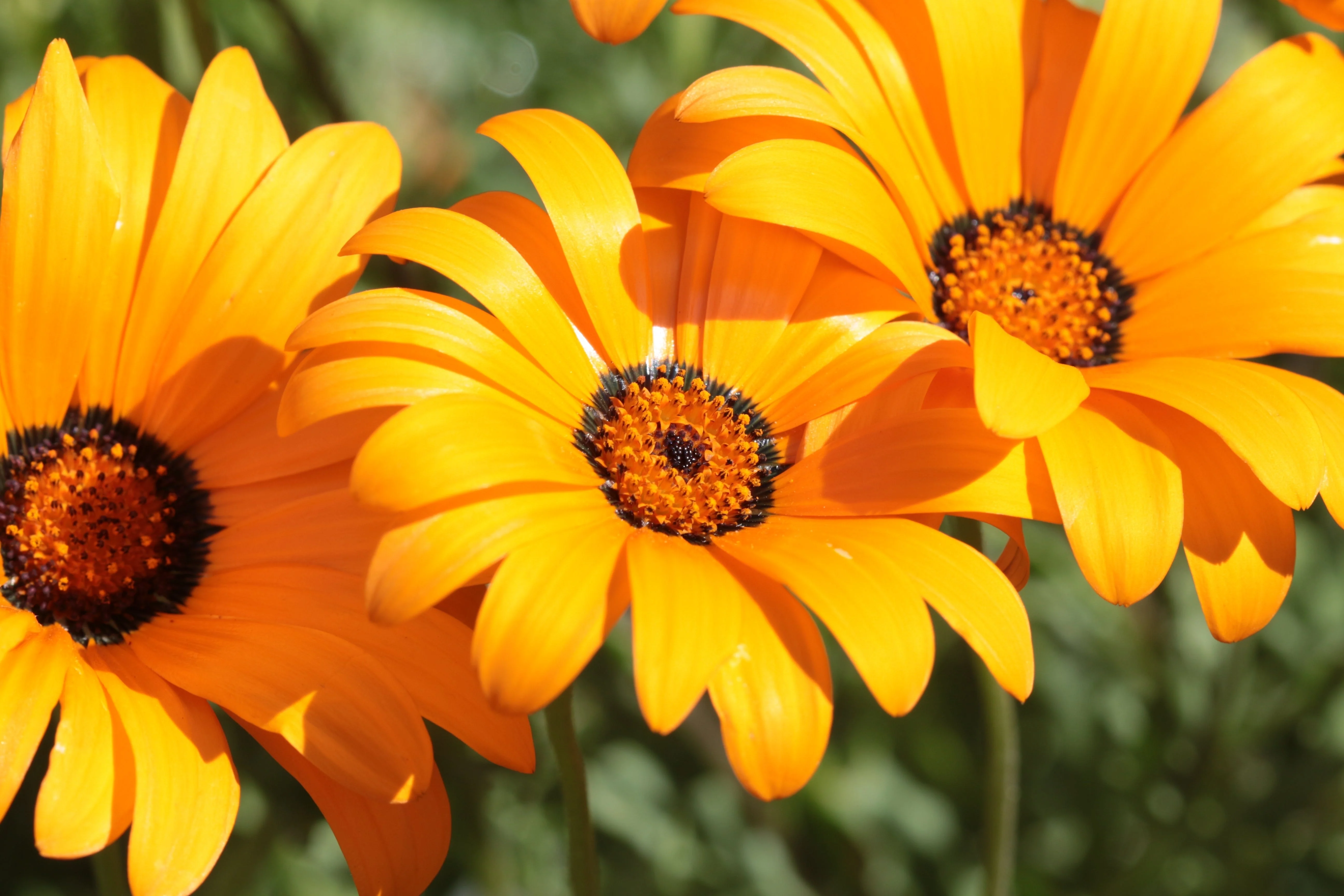 1000 MIXED AFRICAN DAISY ( Cape Marigold / Sun Marigold ) Dimorphotheca Sinuata Flower Seeds - Image 10