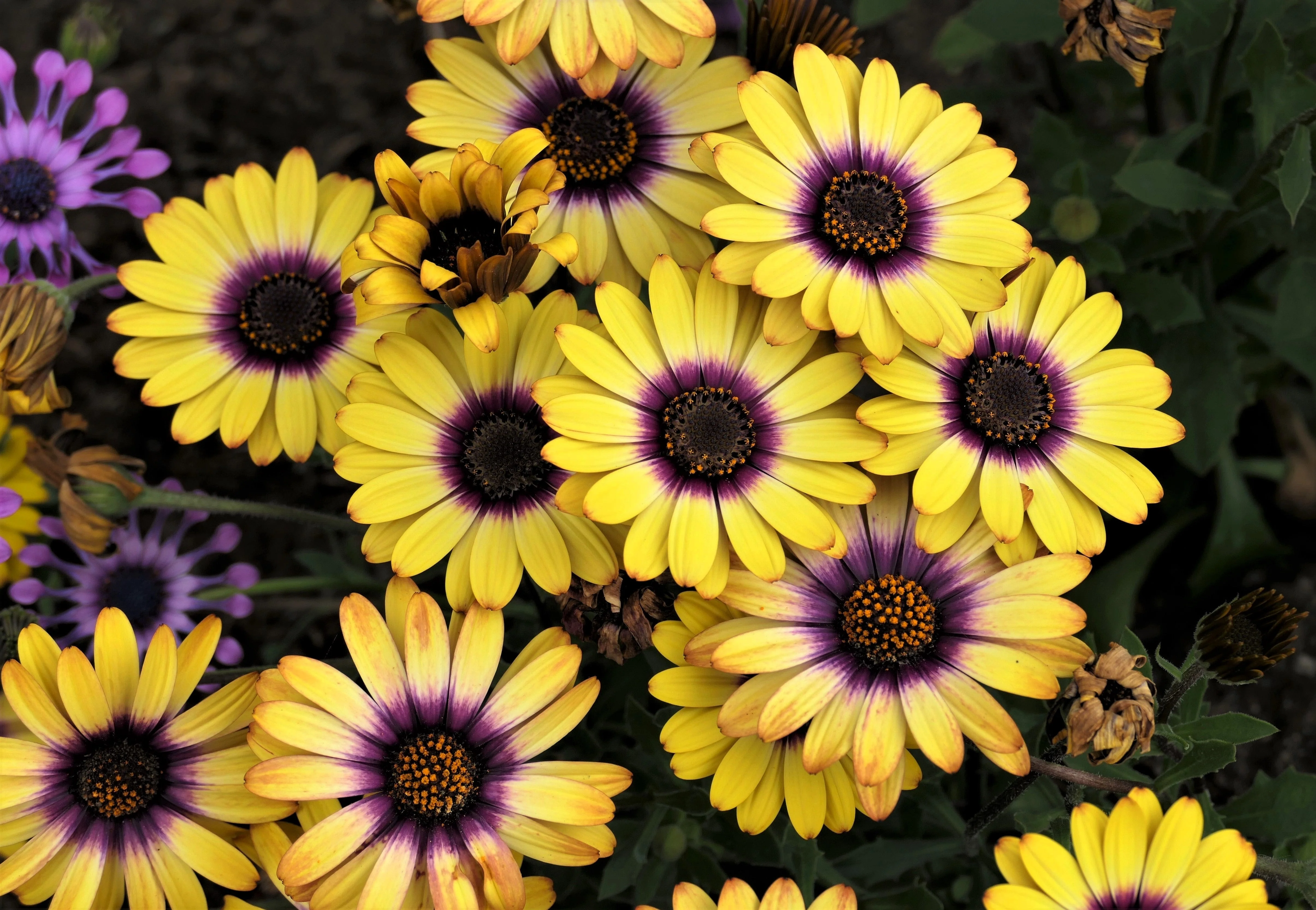 1000 MIXED AFRICAN DAISY ( Cape Marigold / Sun Marigold ) Dimorphotheca Sinuata Flower Seeds - Image 4
