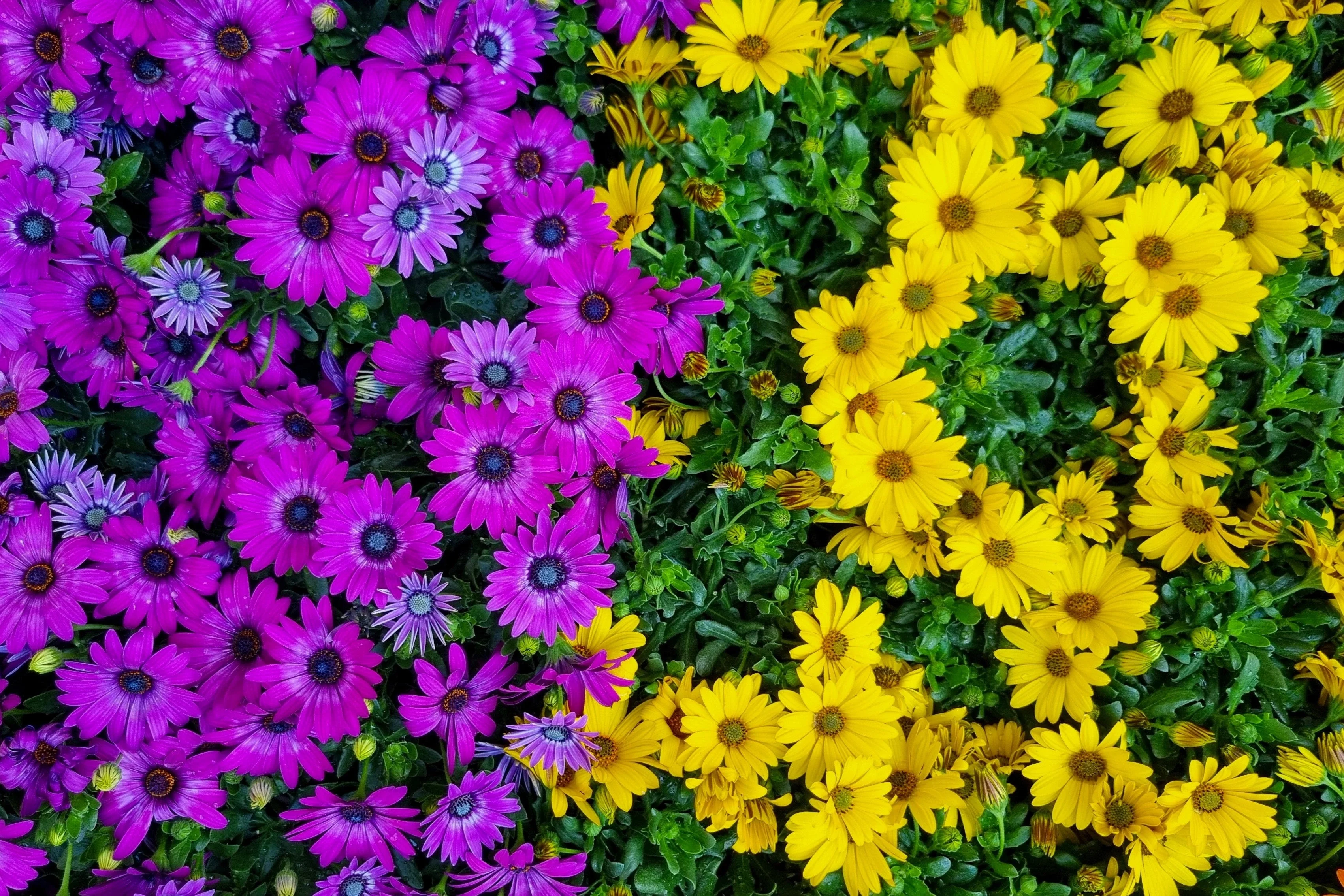 1000 MIXED AFRICAN DAISY ( Cape Marigold / Sun Marigold ) Dimorphotheca Sinuata Flower Seeds - Image 5