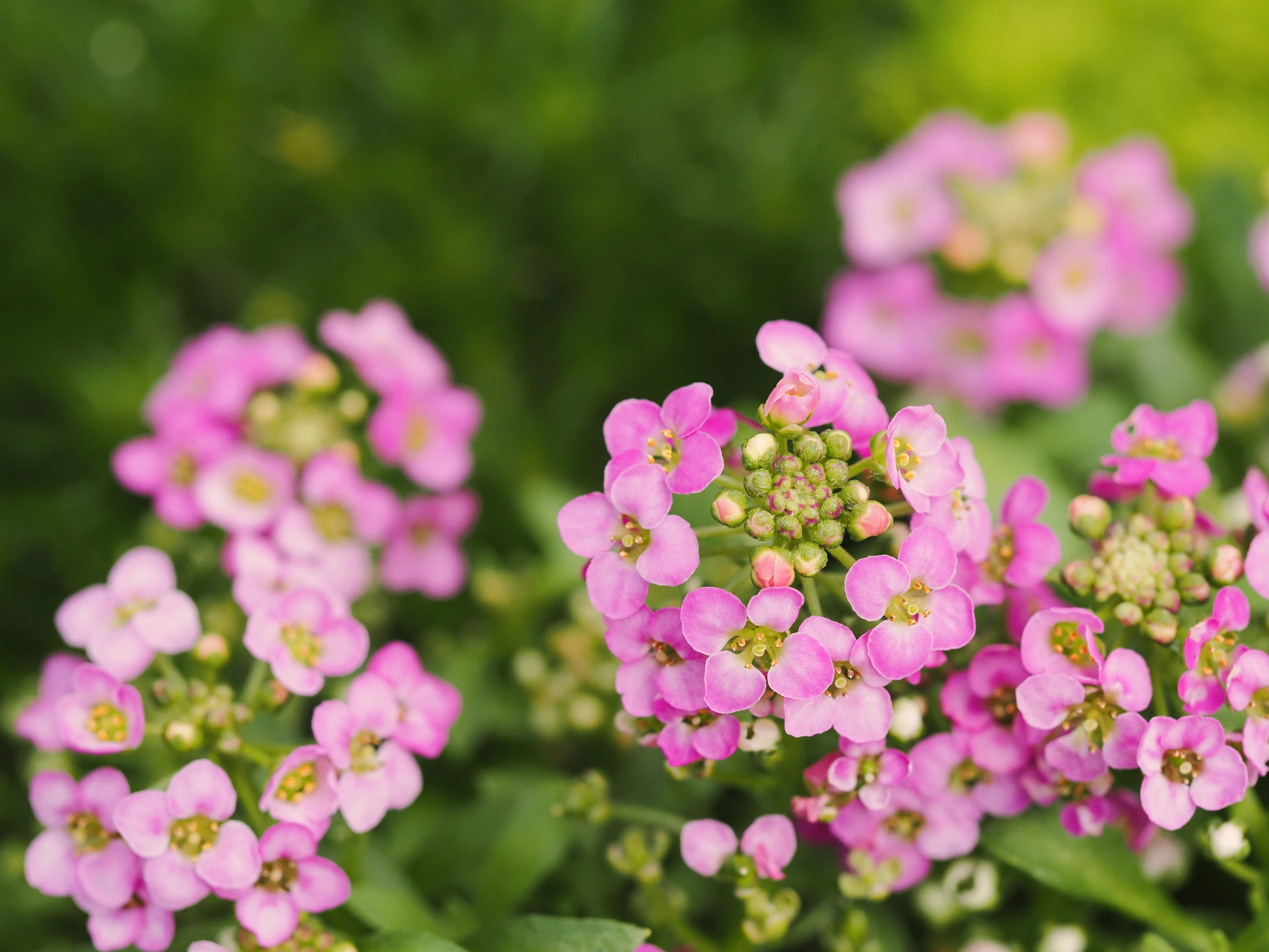 1000 Pink ALYSSUM ROSIE O DAY Lobularia Maritima Flower Seeds - Image 4