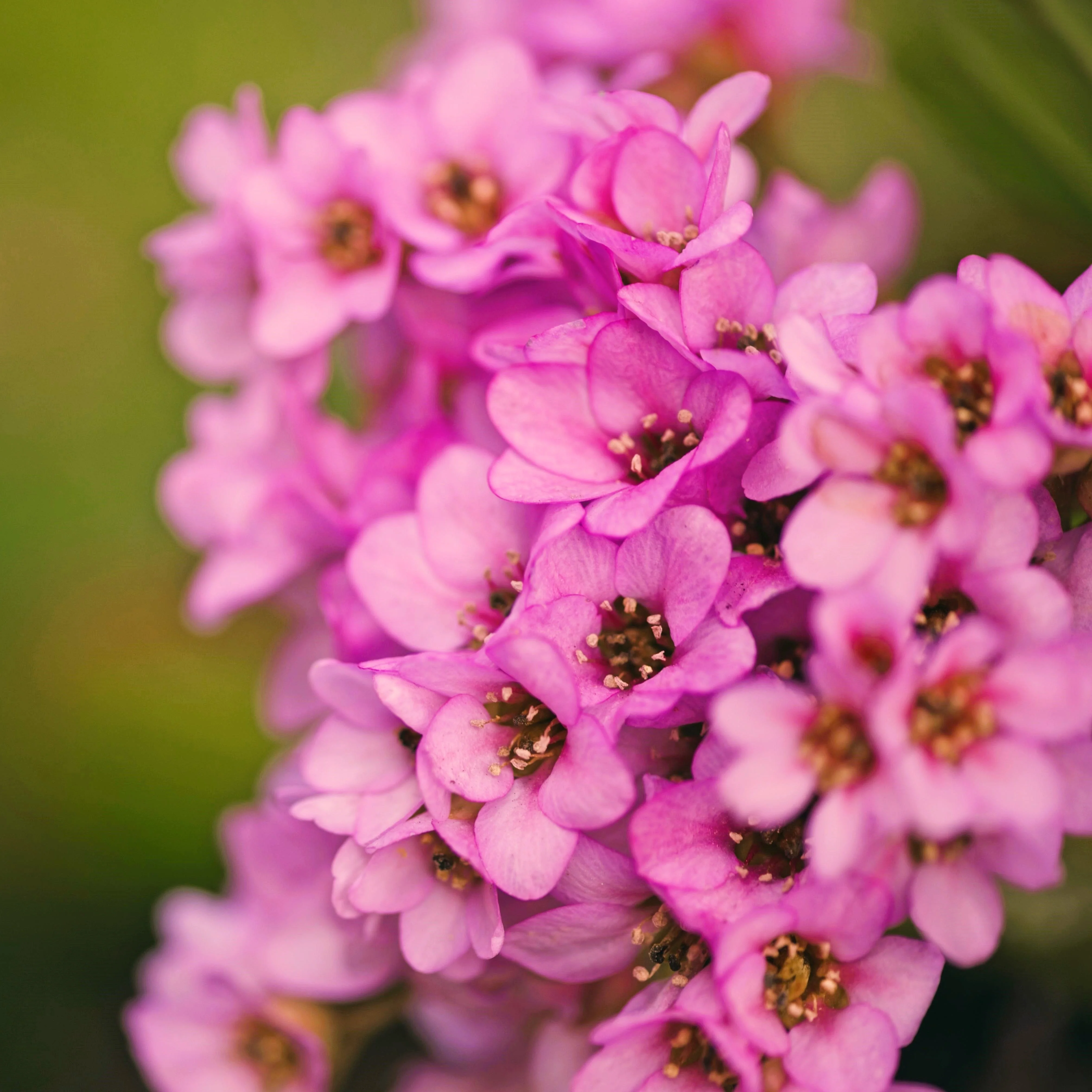 1000 Pink ALYSSUM ROSIE O DAY Lobularia Maritima Flower Seeds - Image 6