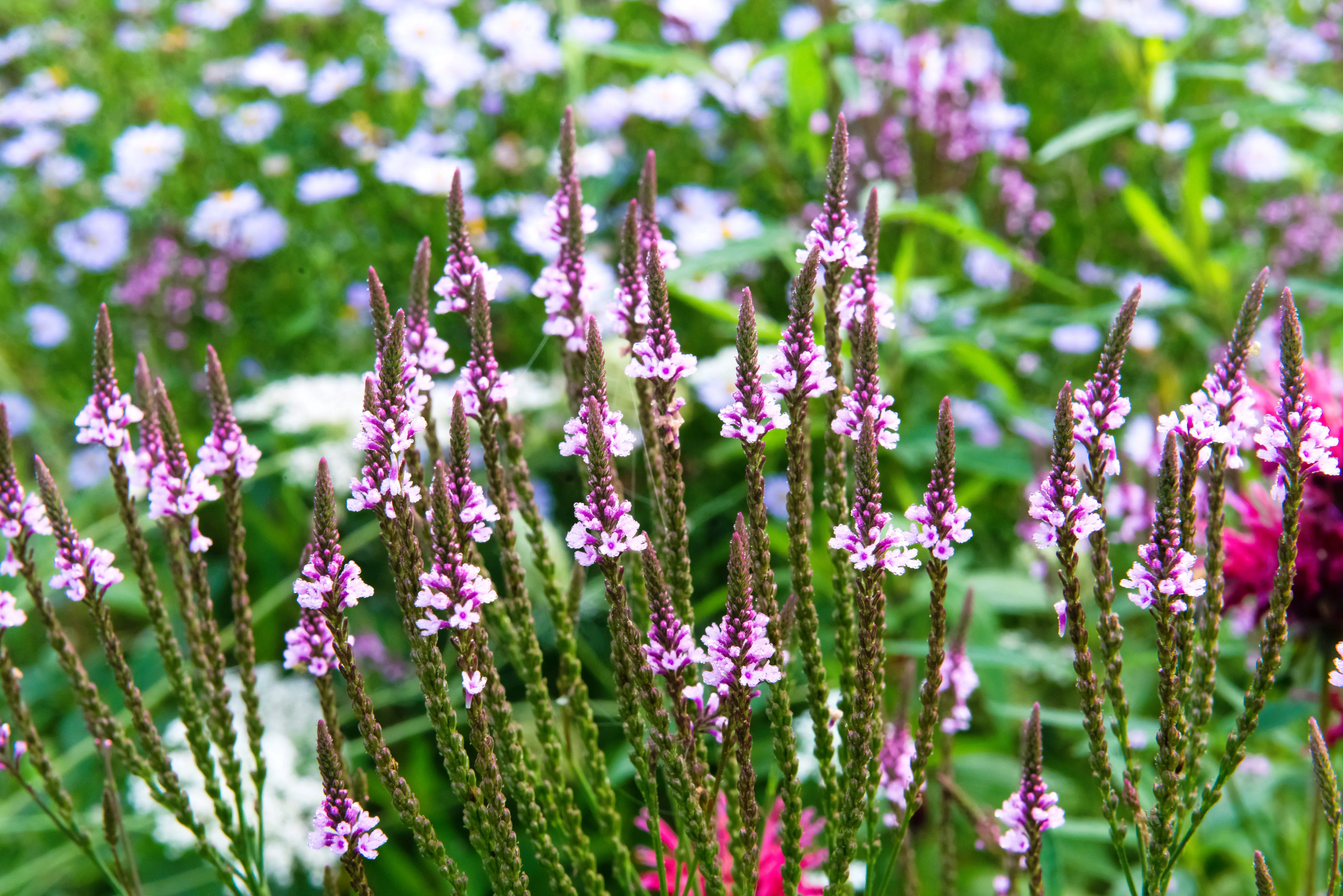 1000 Pink VERVAIN Verbena Hastata Rosea Flower Seeds - Image 5