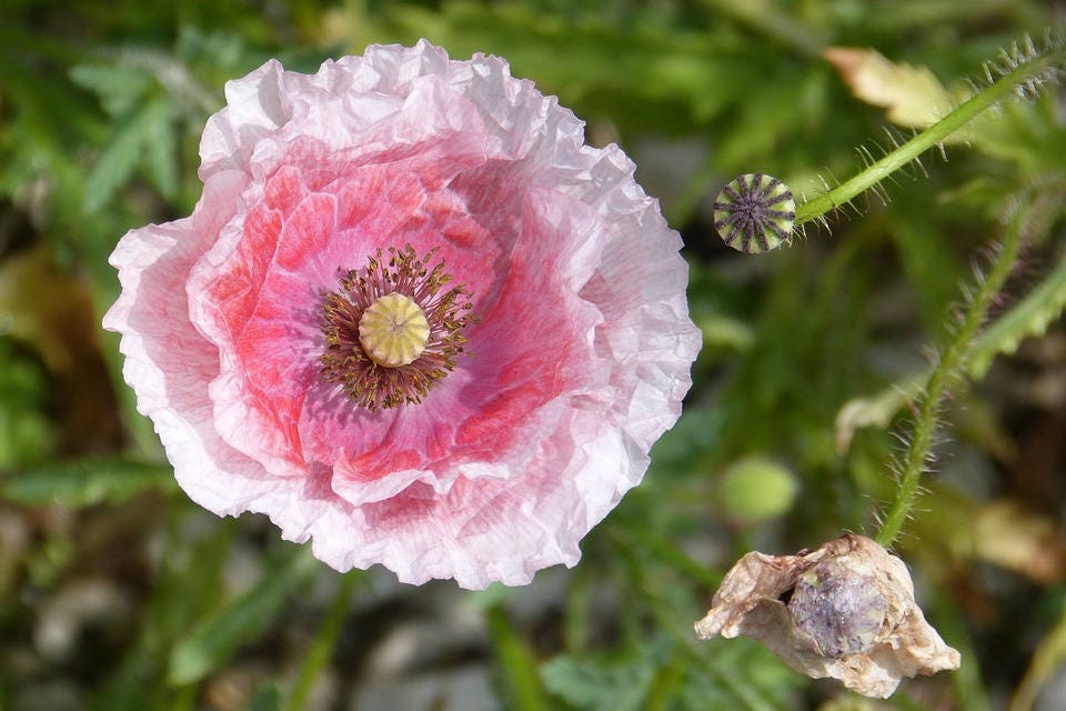 1000 PINK & WHITE POPPY Papaver Somniferum Flower Seeds - Image 3