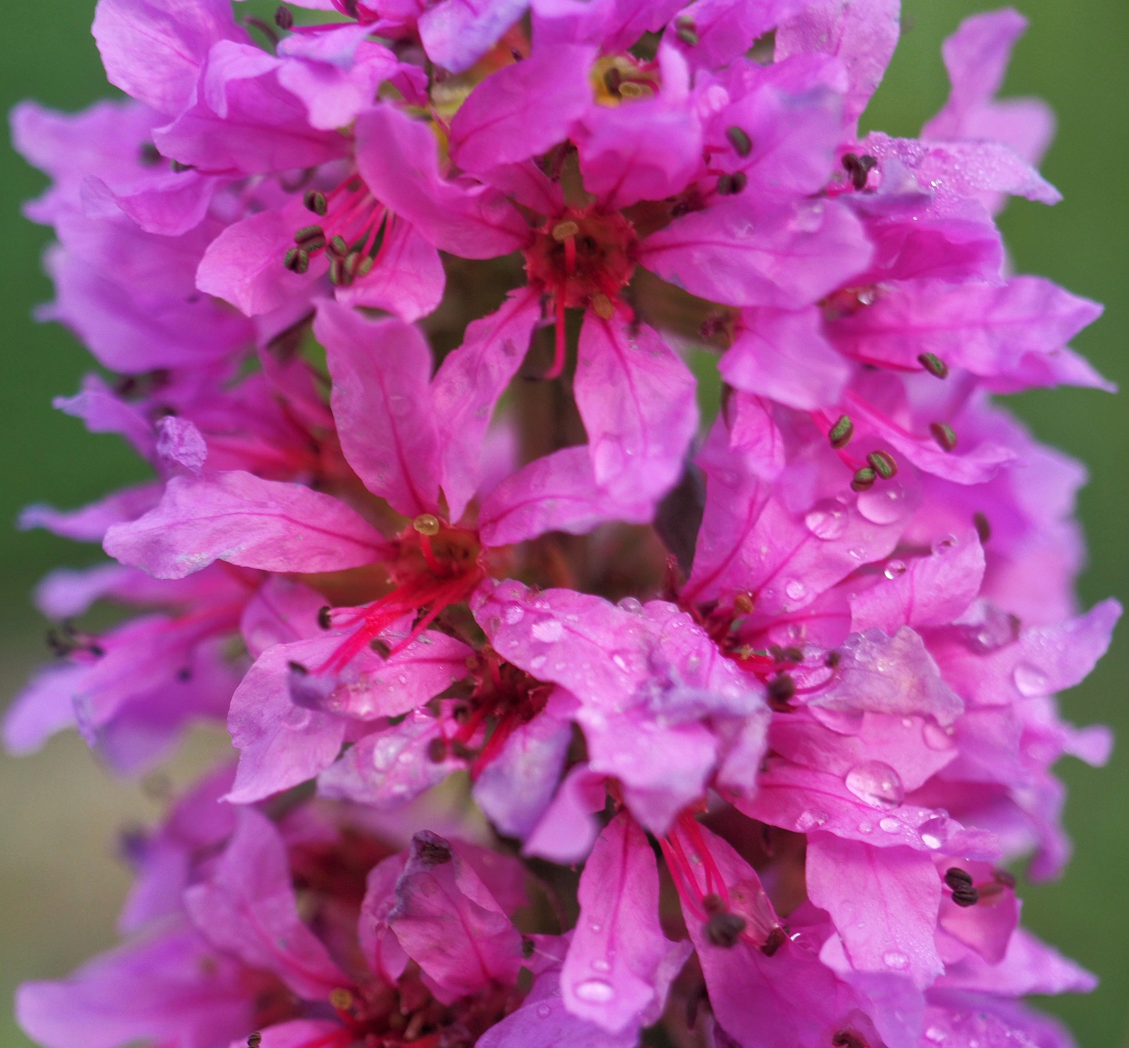 1000 PINK WINGED LOOSESTRIFE Lythrum Alatum Flower Seeds - Image 11