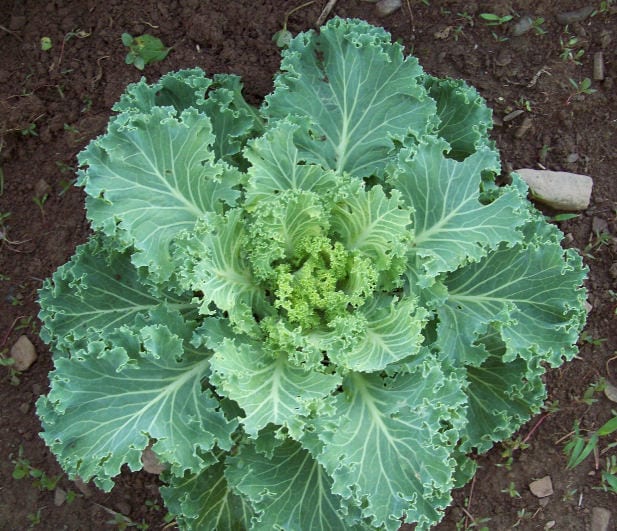 1000 PREMIER KALE Early Hanover Brassica Oleracea Greens Vegetable Seeds - Image 6