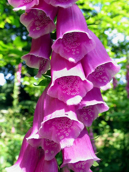 1000 PURPLE FOXGLOVE Digitalis Purpurea Flower Seeds - Image 5