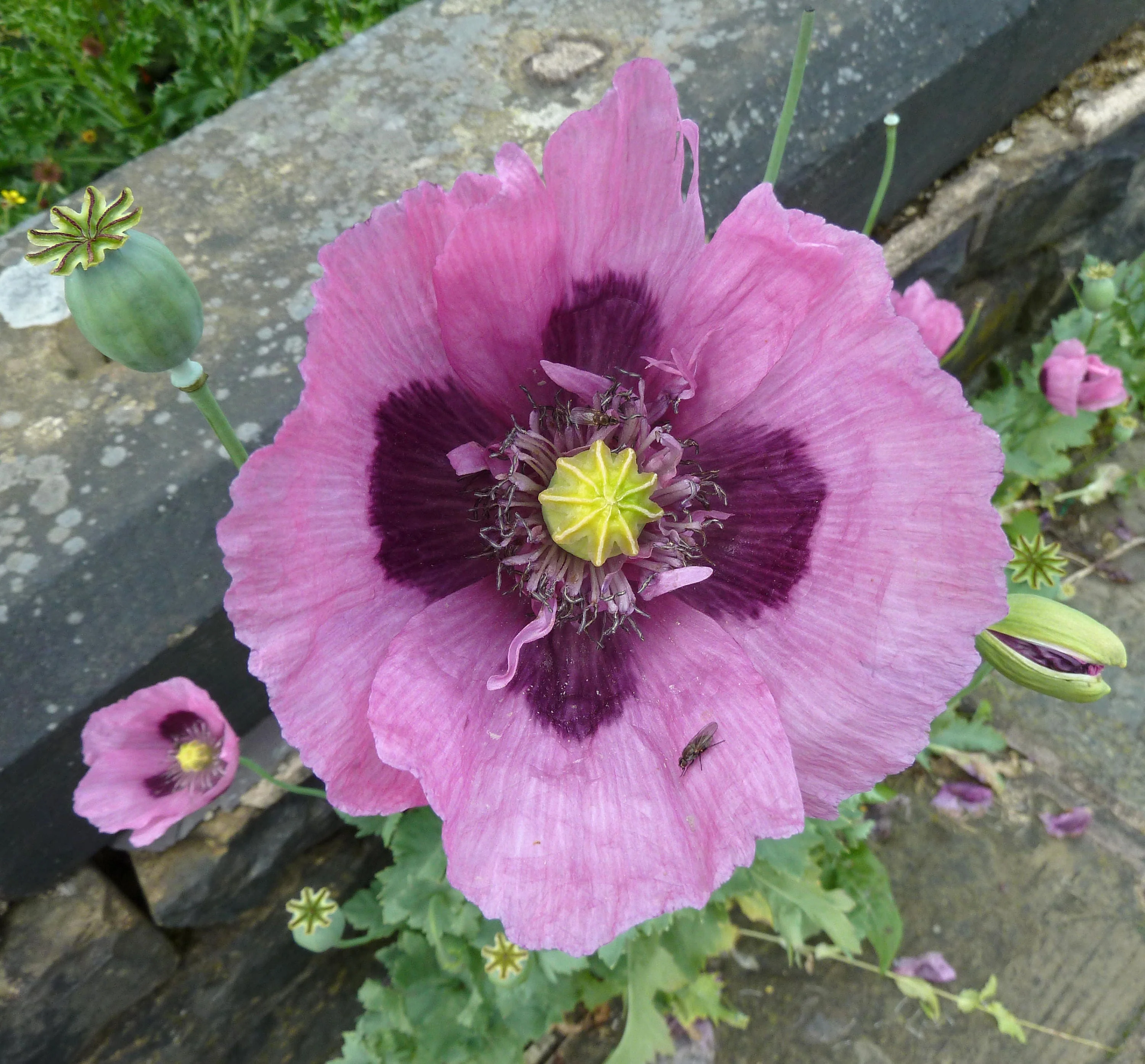1000 SINGLE LILAC POPPY Papaver Somniferum Purple Heirloom Flower Seeds - Image 5