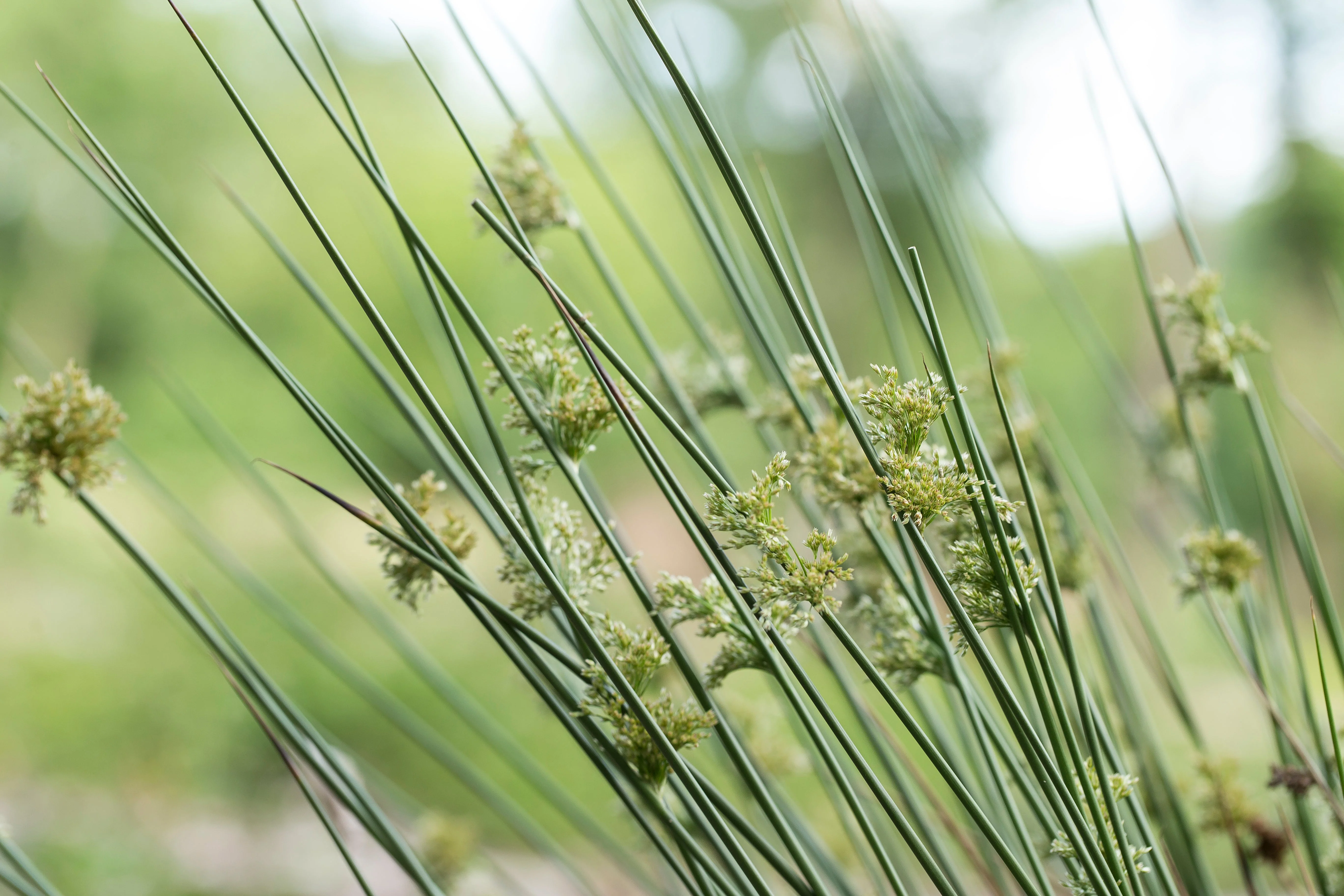 1000 SOFT RUSH (Common Rush) Juncus Effusus Ornamental Grass Seeds - Image 10