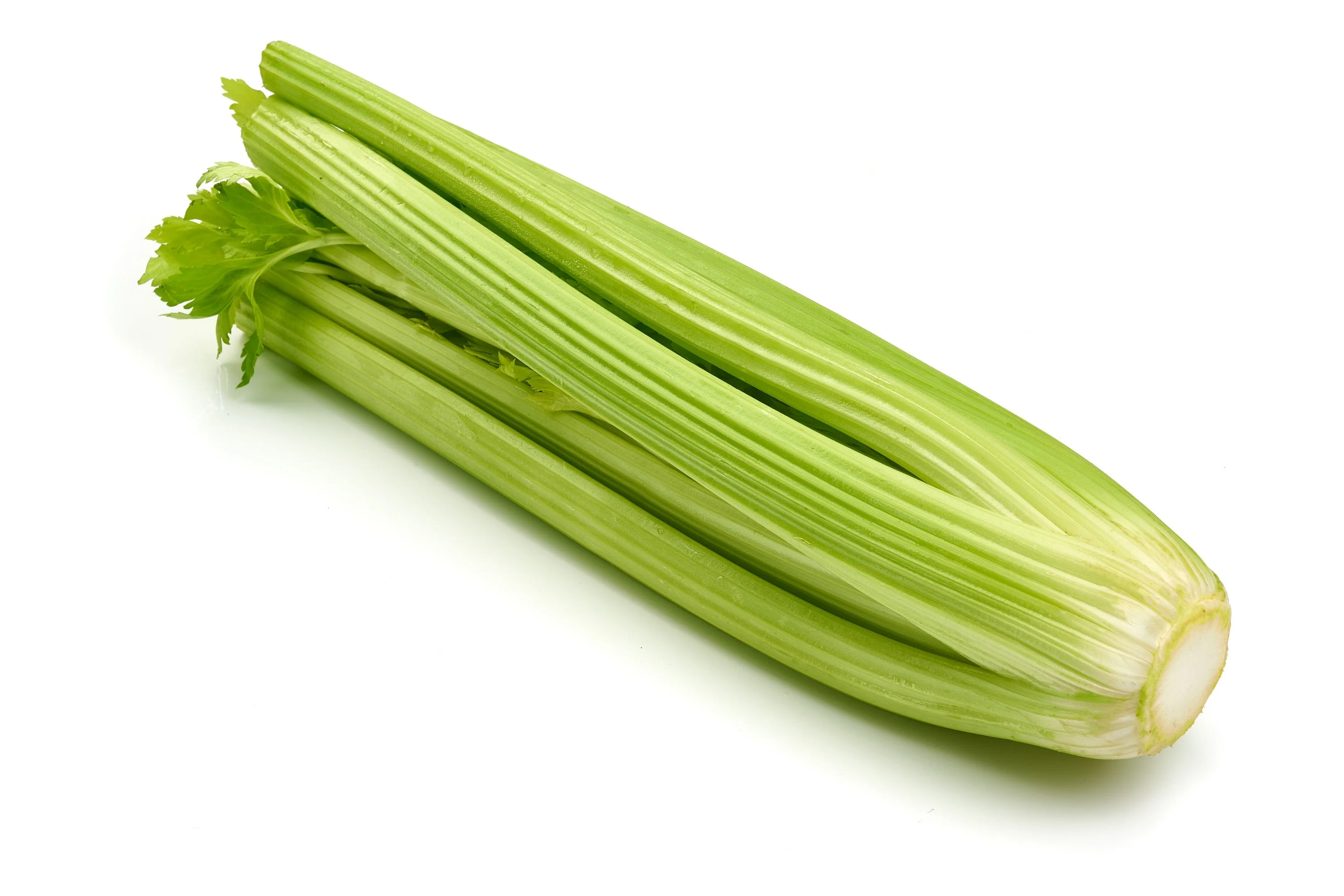 1000 TALL UTAH CELERY Apium Graveolens Dulce Vegetable Seeds - Image 9