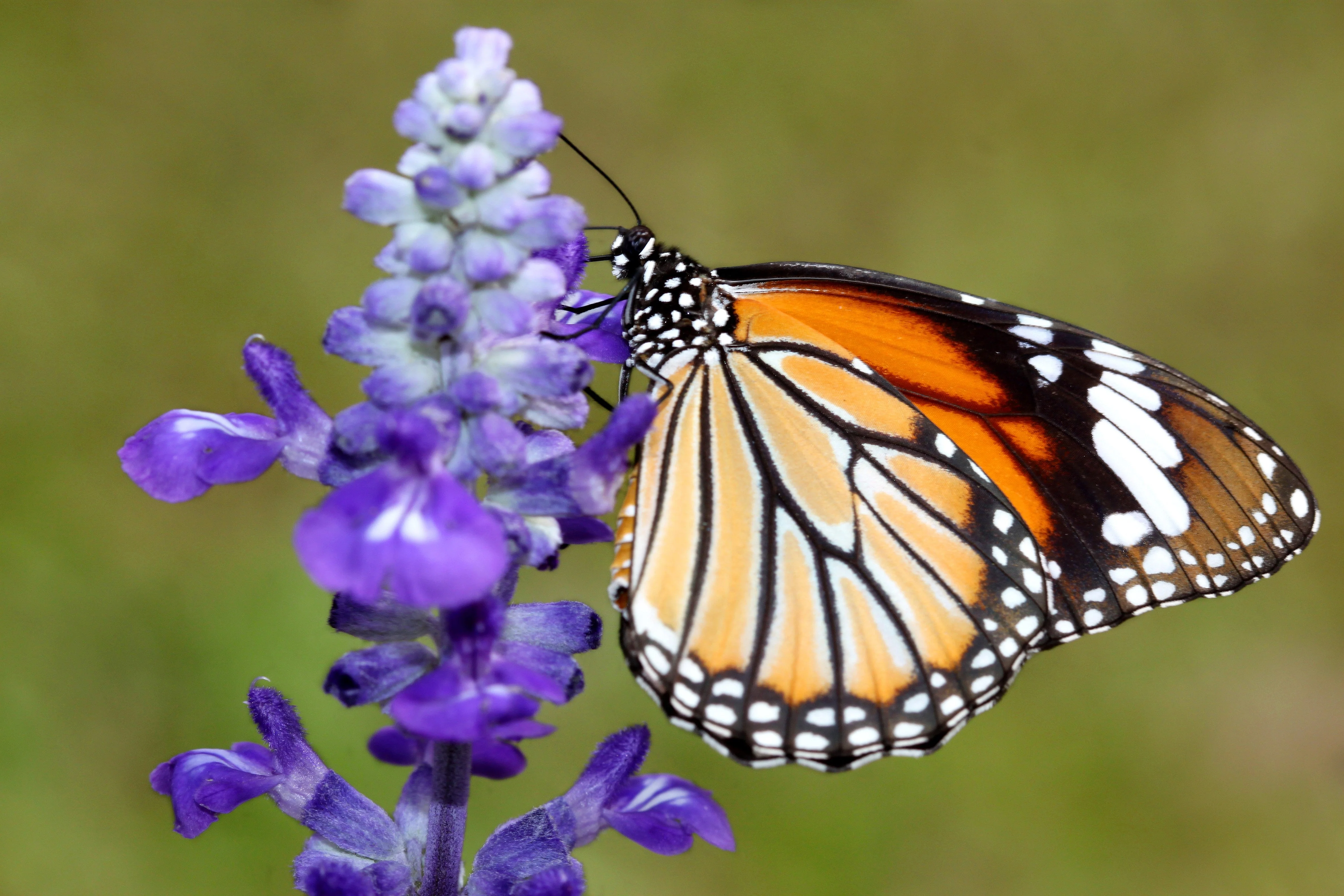 1000 TRUE BLUE HYSSOP Hyssopus Officinalis Thymus Hyssopus Herb Blue Violet Flower Seeds - Image 2
