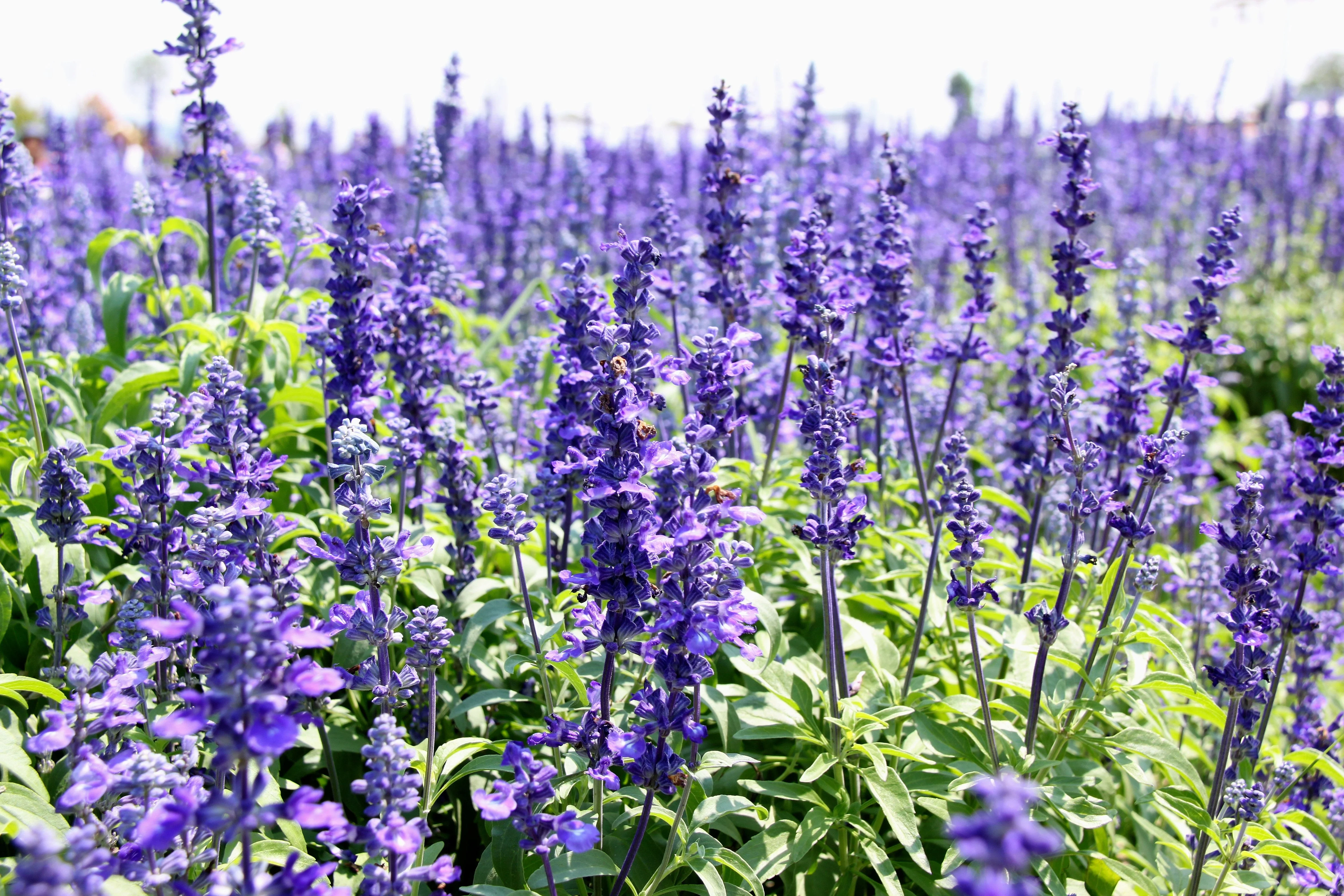 1000 TRUE BLUE HYSSOP Hyssopus Officinalis Thymus Hyssopus Herb Blue Violet Flower Seeds - Image 3
