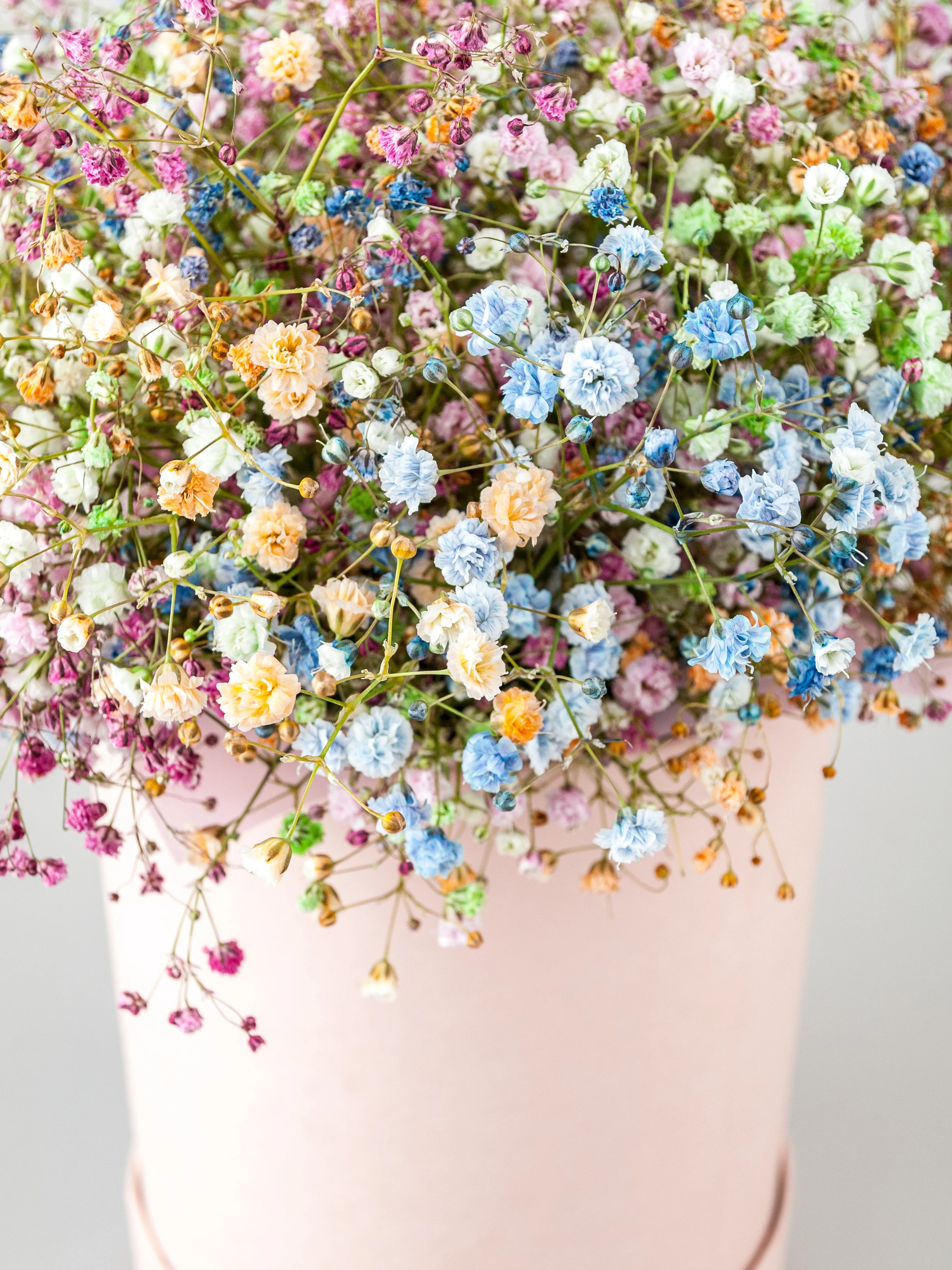 1000 White BABY'S BREATH 'Covent Garden' Gypsophila Elegans Flower Seeds - Image 9