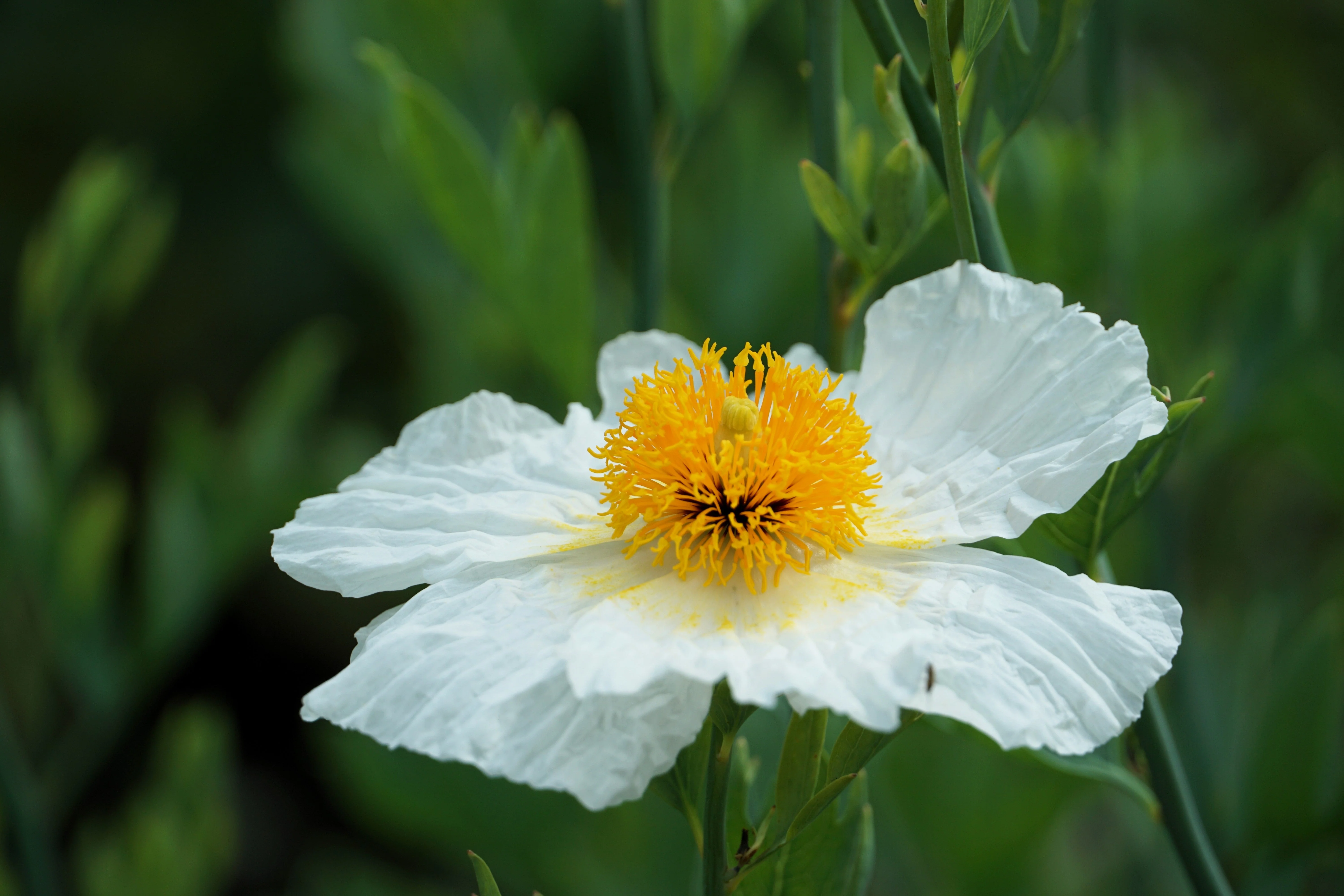 1000 WHITE CALIFORNIA POPPY Eschscholzia Californica Flower Seeds - Image 4