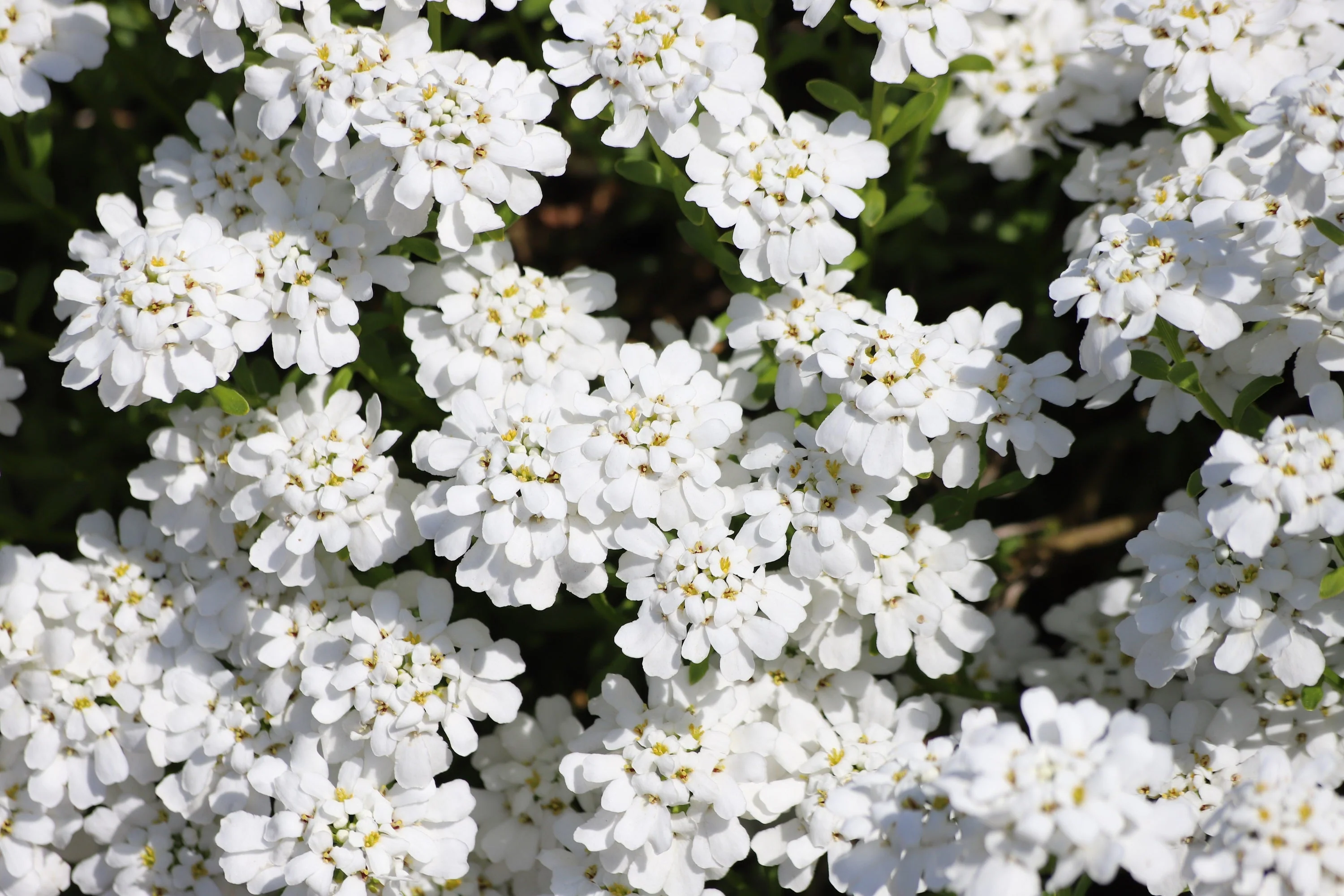 1000 WHITE EMPRESS CANDYTUFT Iberis Amara Groundcover Flower Seeds - Image 7