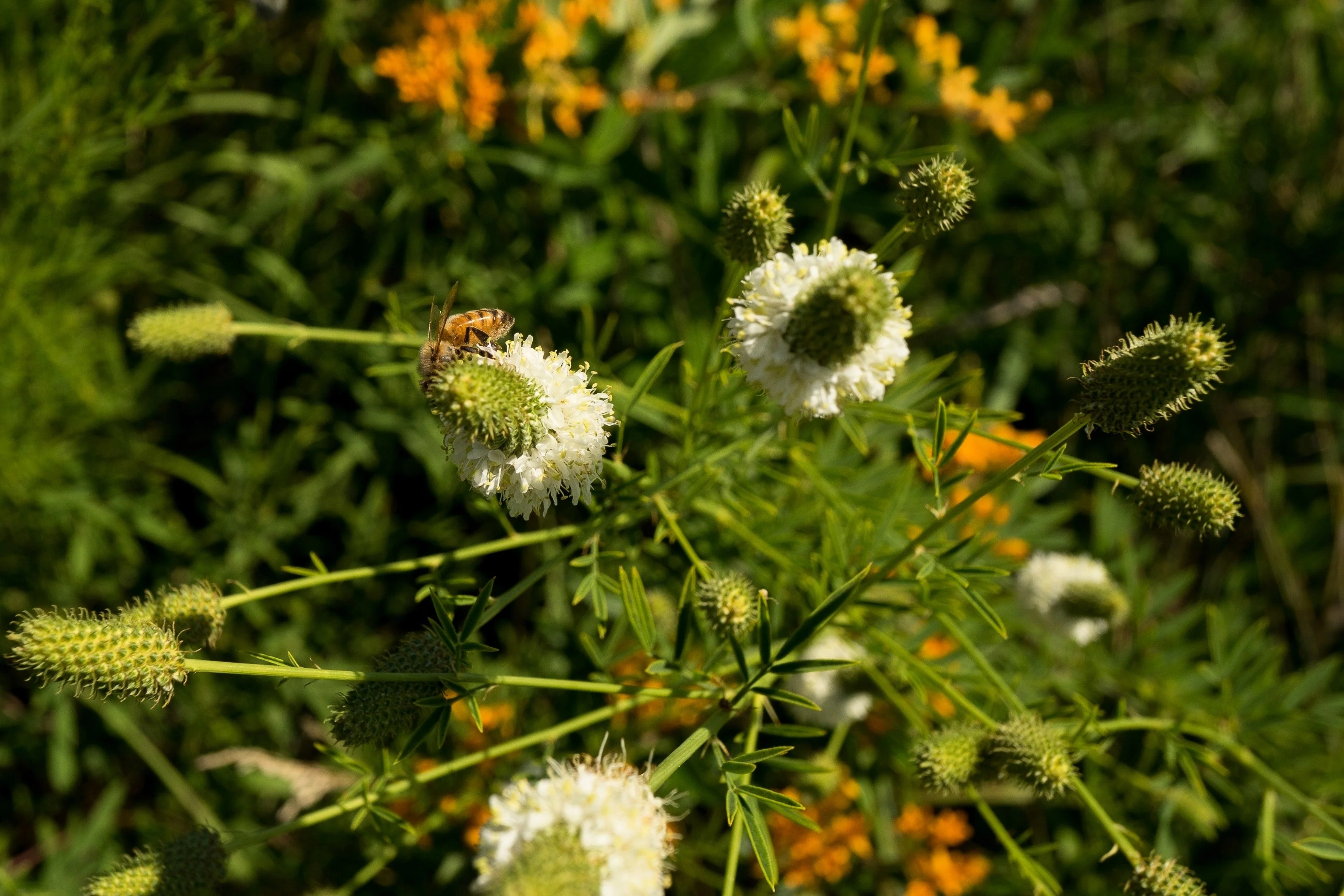 1000 WHITE PRAIRIE CLOVER Dalea Candida Flower Seeds - Image 11